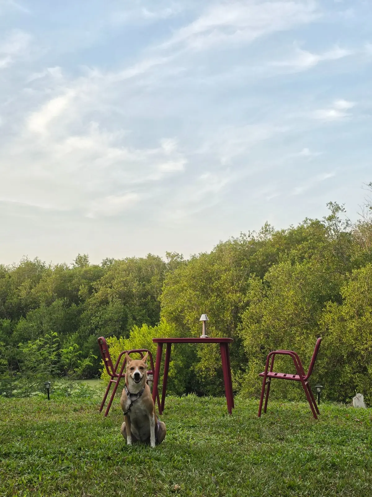 SpiRiz (Bar & Cafe) pets image 3