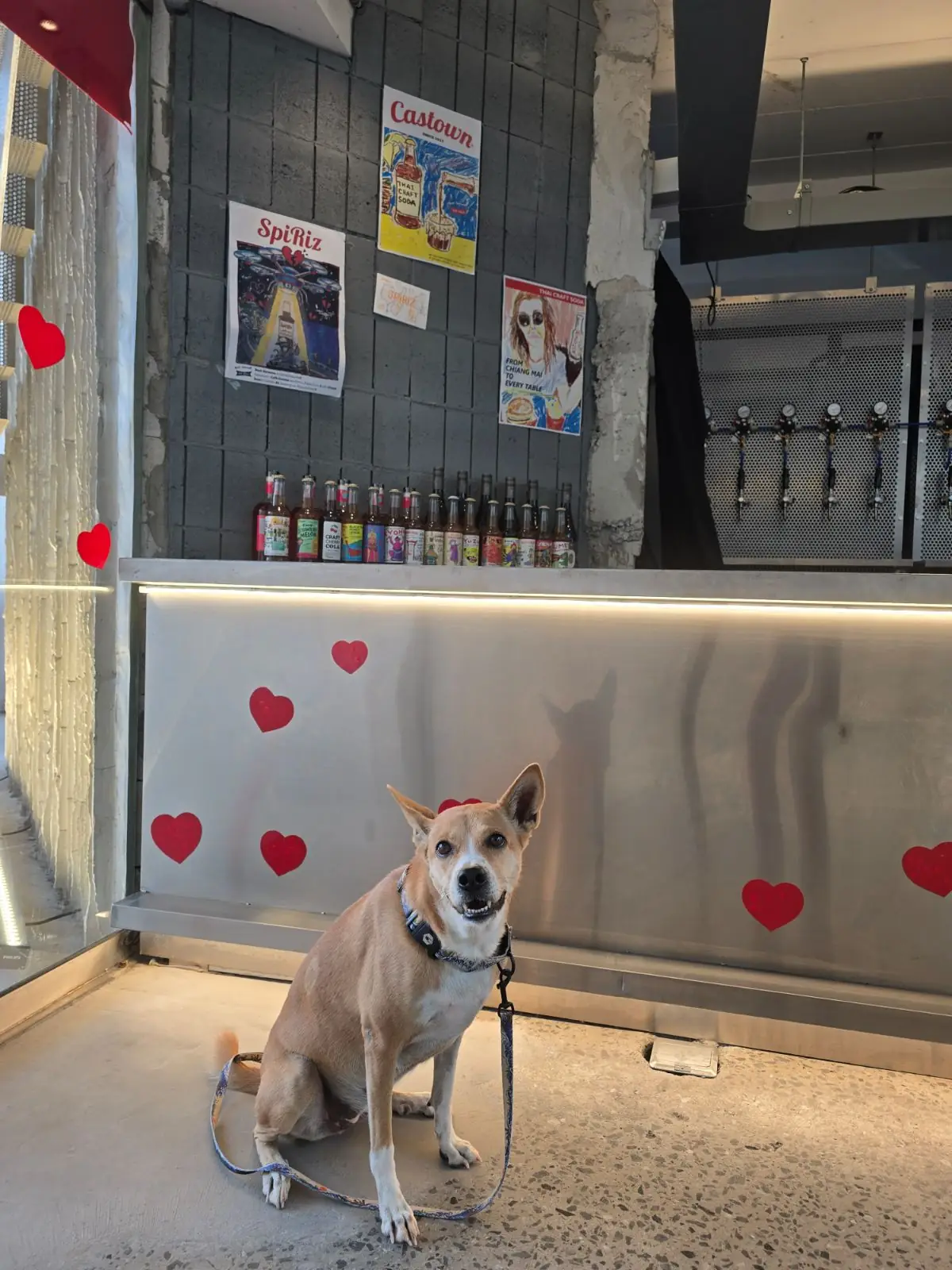 SpiRiz (Bar & Cafe) pets image 4