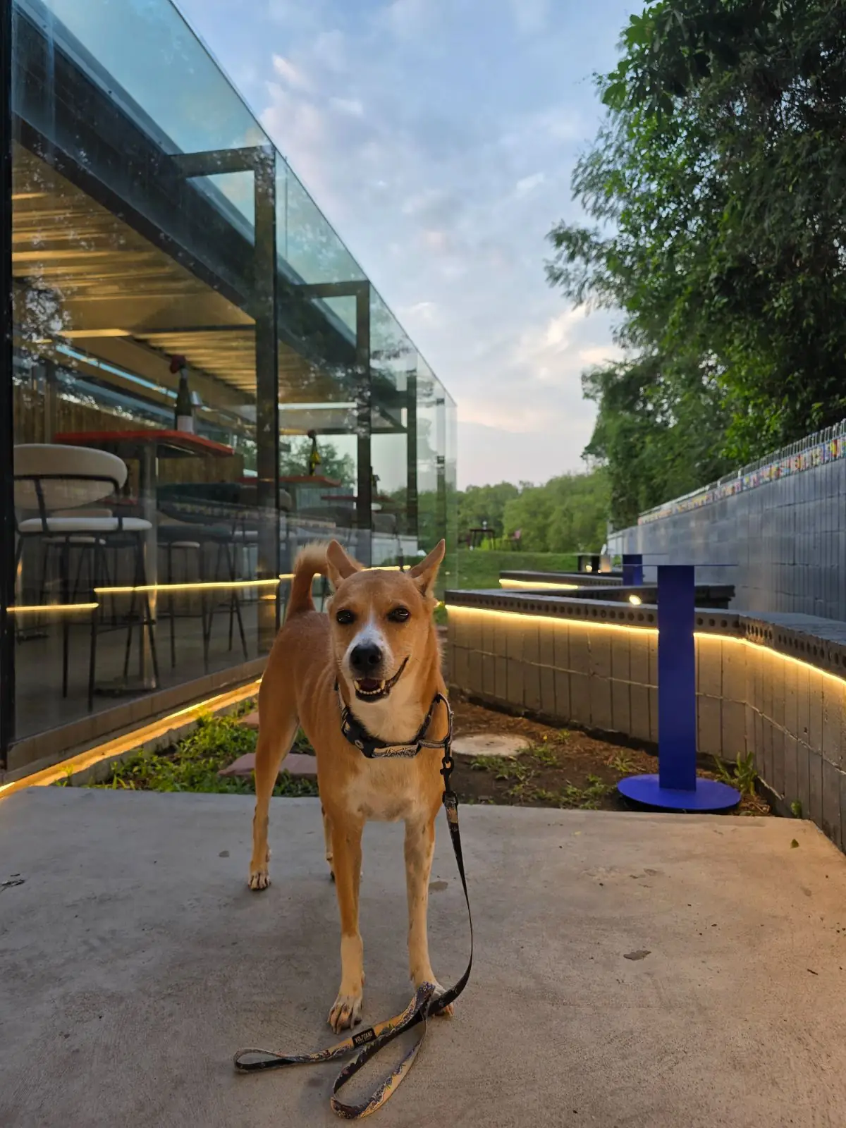 SpiRiz (Bar & Cafe) pets image 1