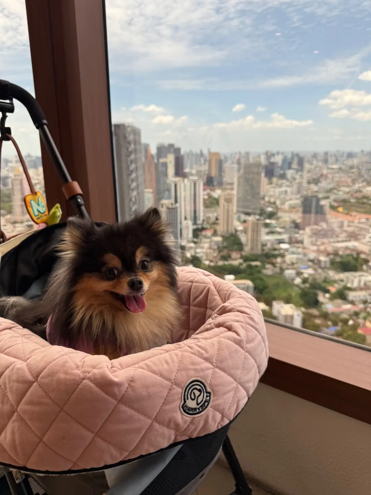 Maru Dessert House - The Empire Tower pets image 7