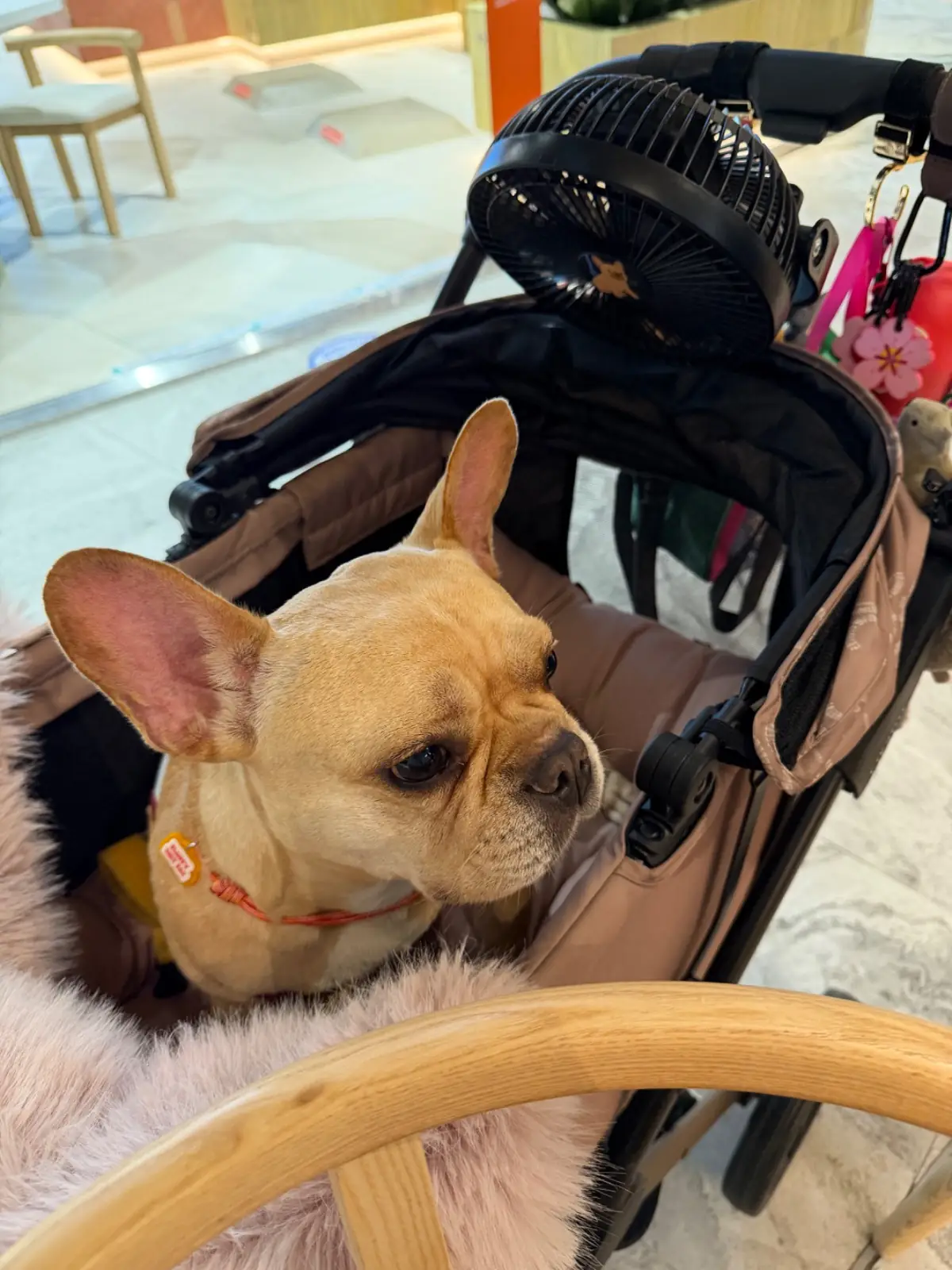 Shabu Baru - Siam Paragon pets image 2
