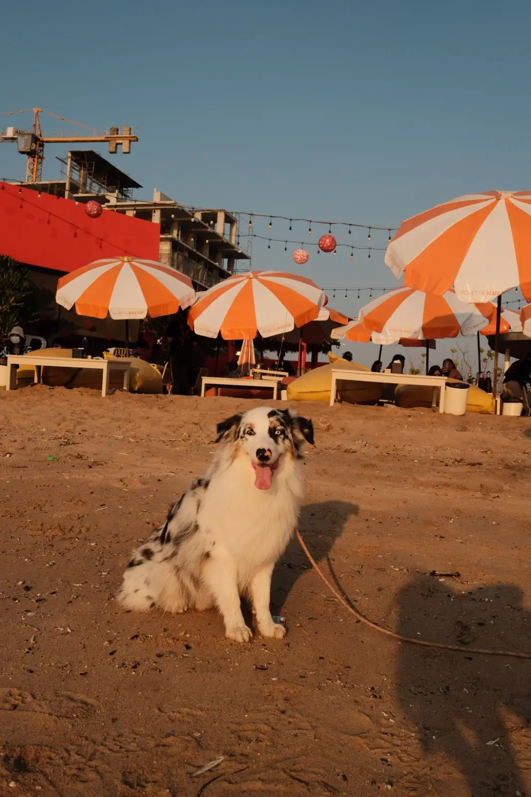 Rosetta Beach Club pets image 1