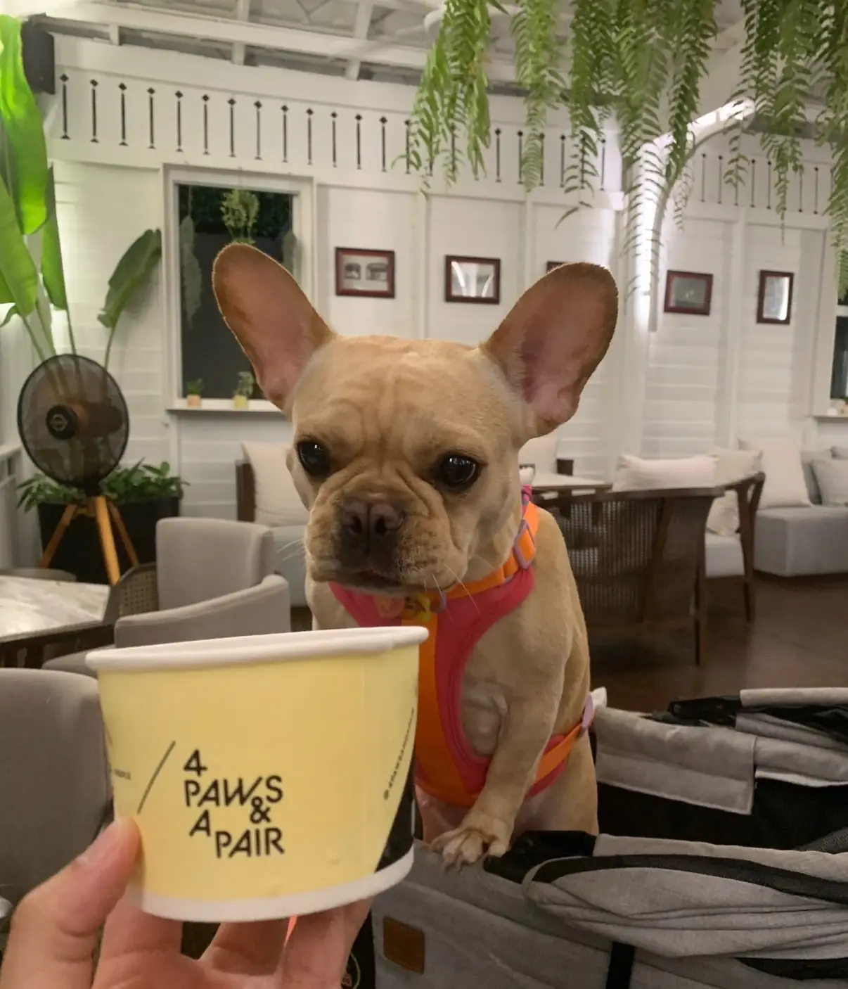 111 Social House pets image 2