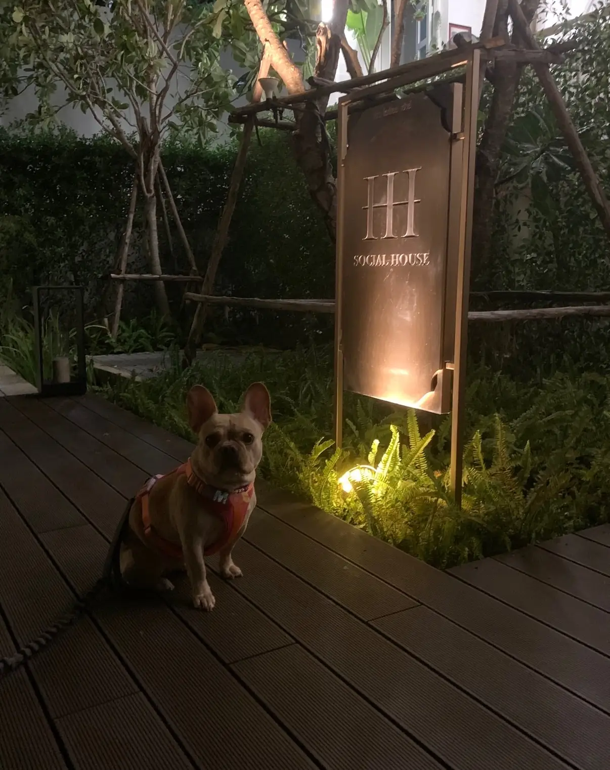 111 Social House pets image 3