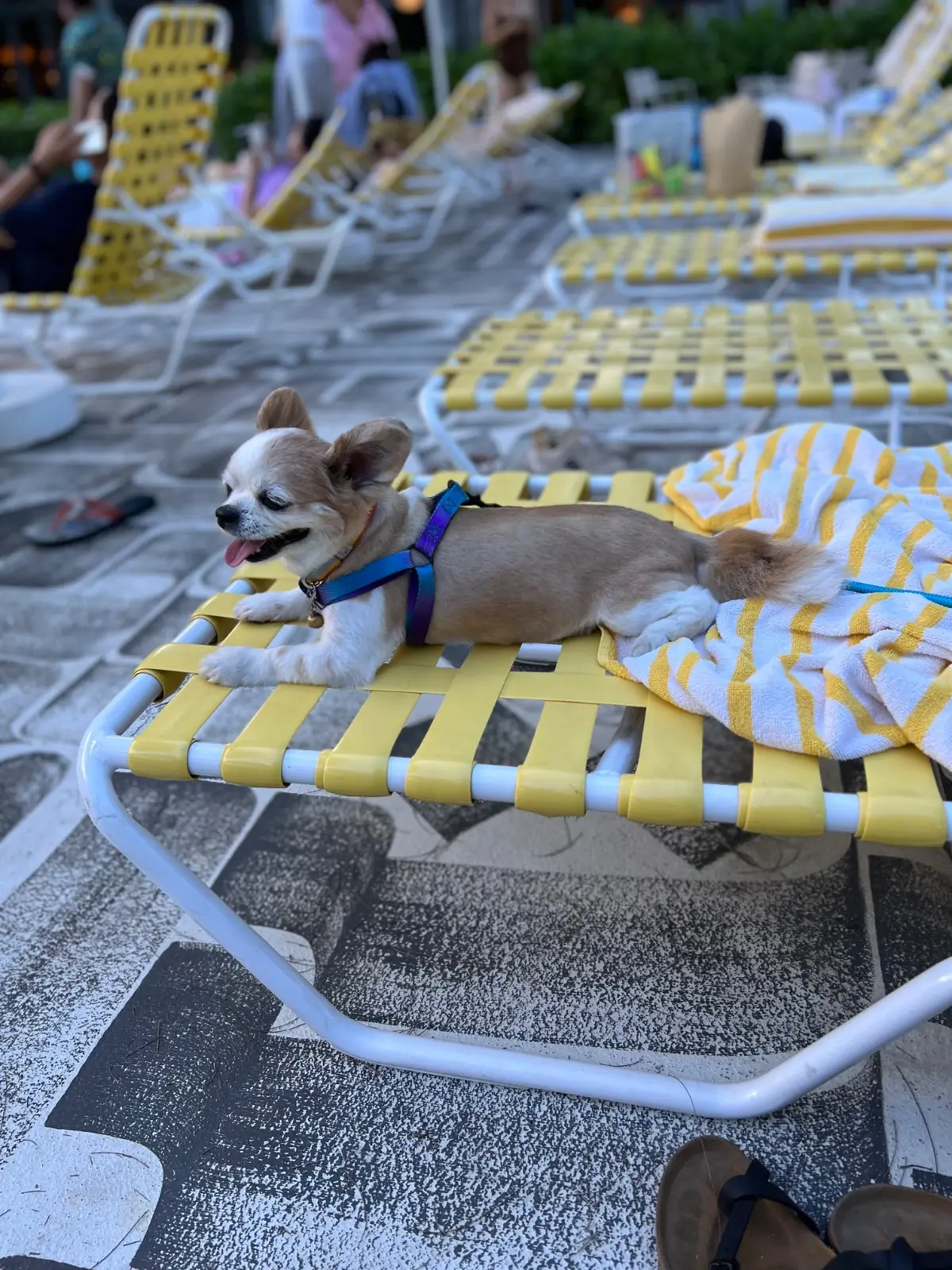 The Standard, Hua Hin pets image 5