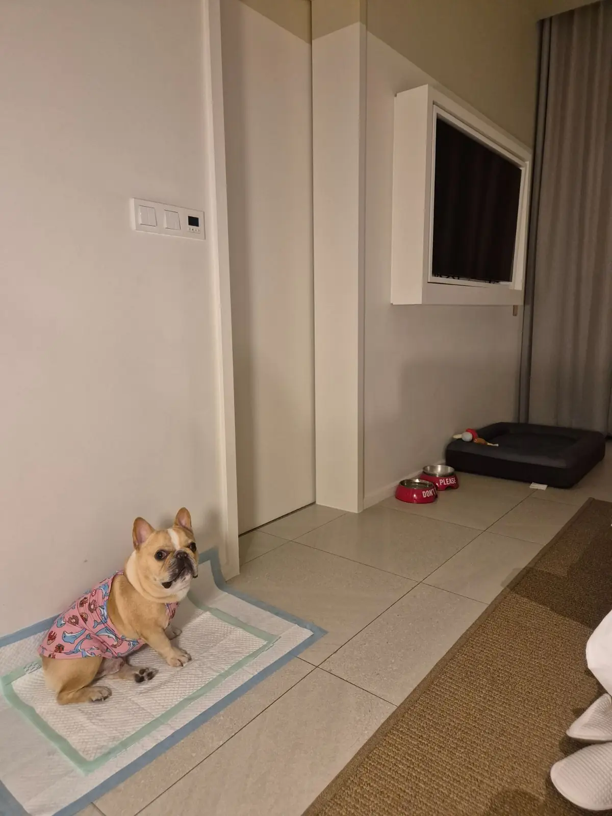 The Standard Hua Hin pets image 2