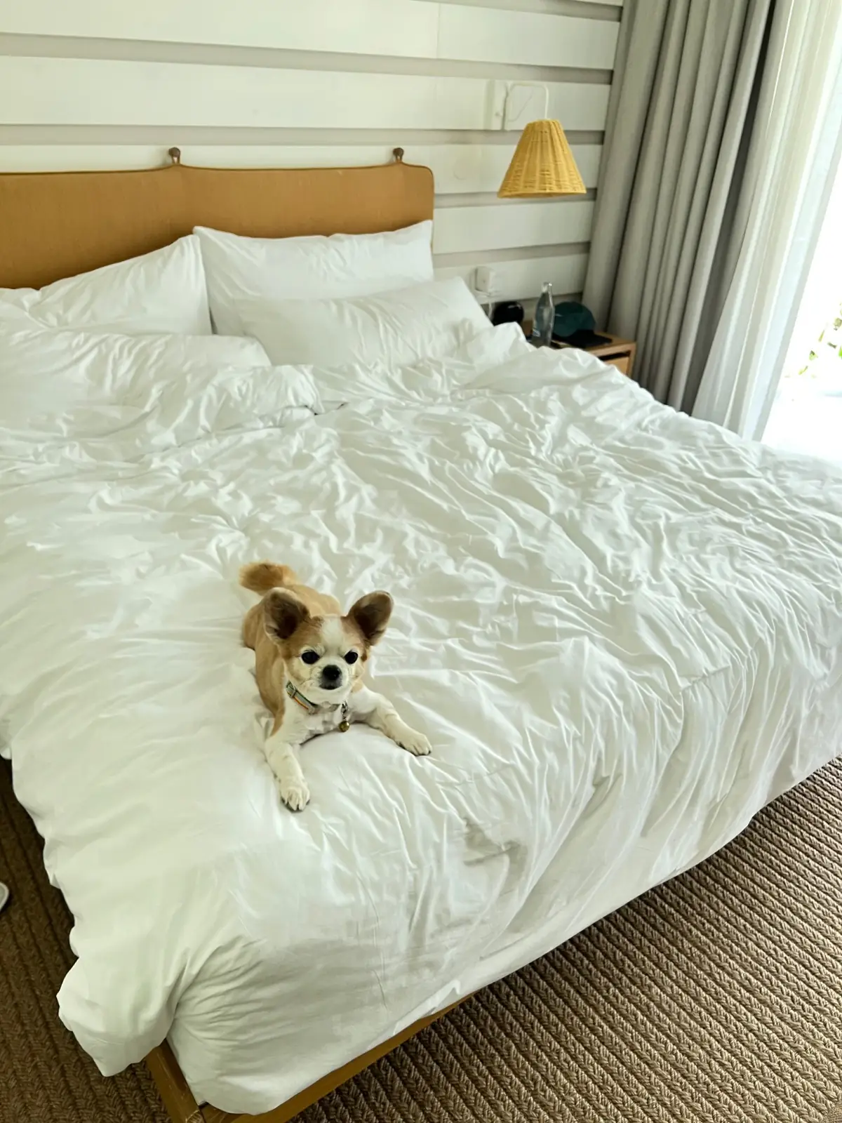 The Standard, Hua Hin rooms image 4