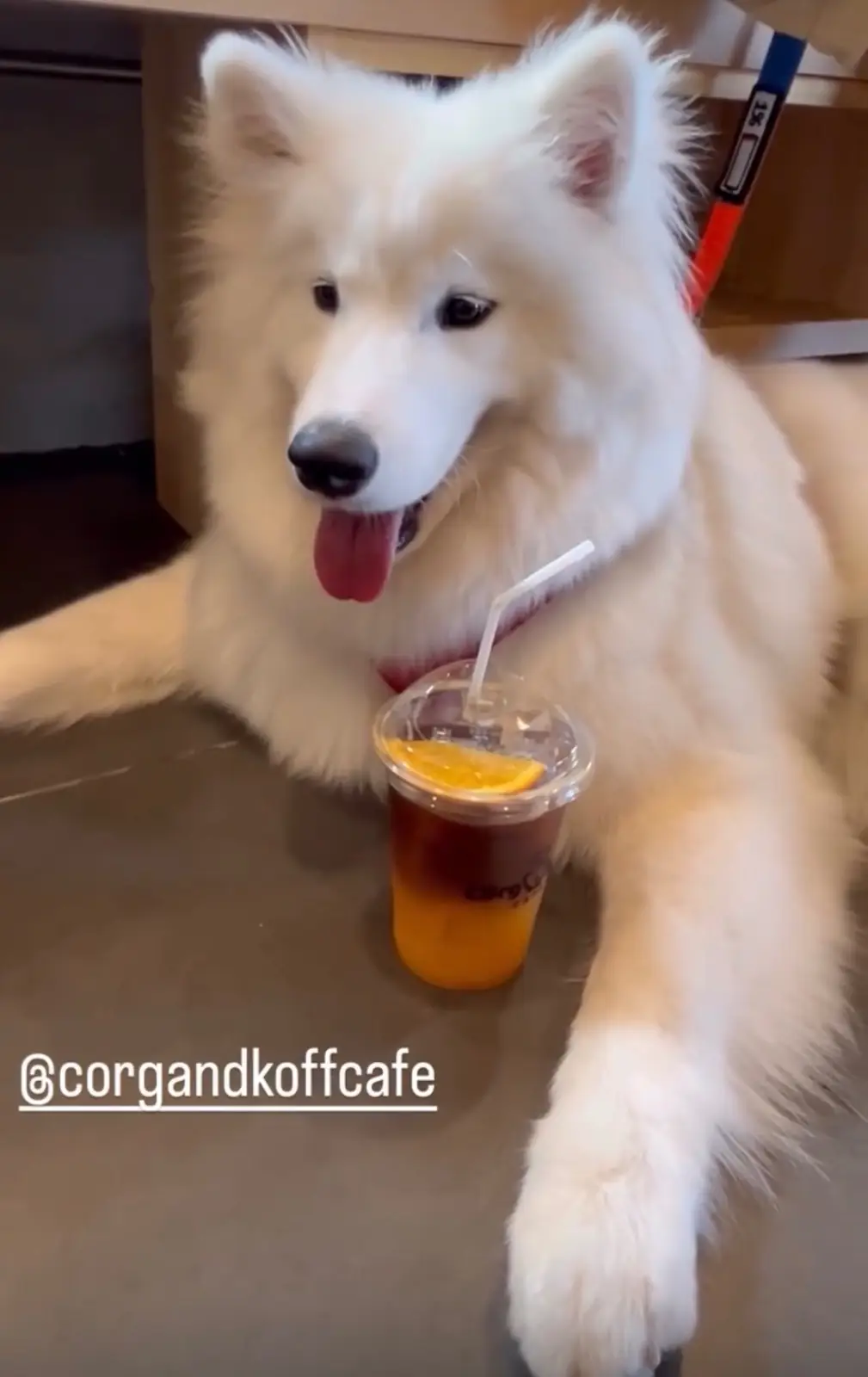 Corg & Koff Cafe food image 1