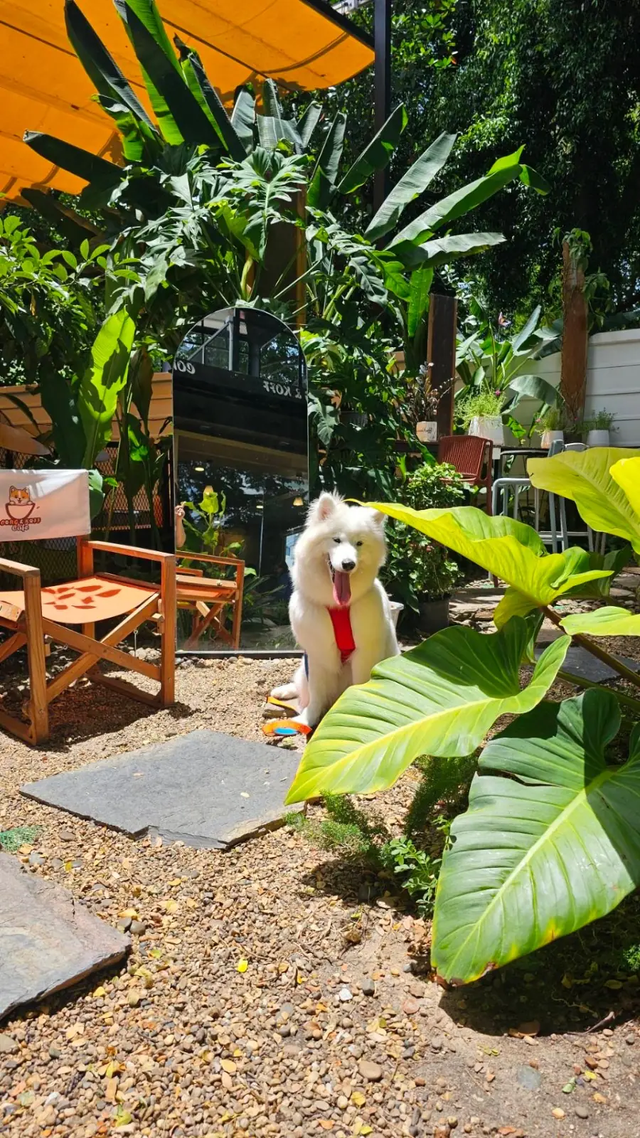 Corg & Koff Cafe pets image 3