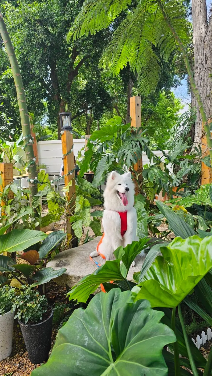 Corg & Koff Cafe pets image 1