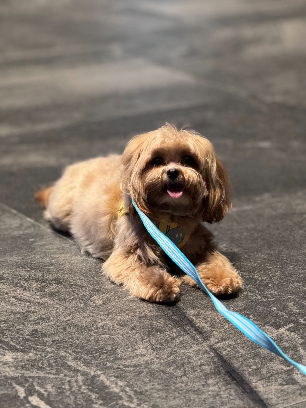 Acai Story - Velaa Sindhorn Village pets image 1