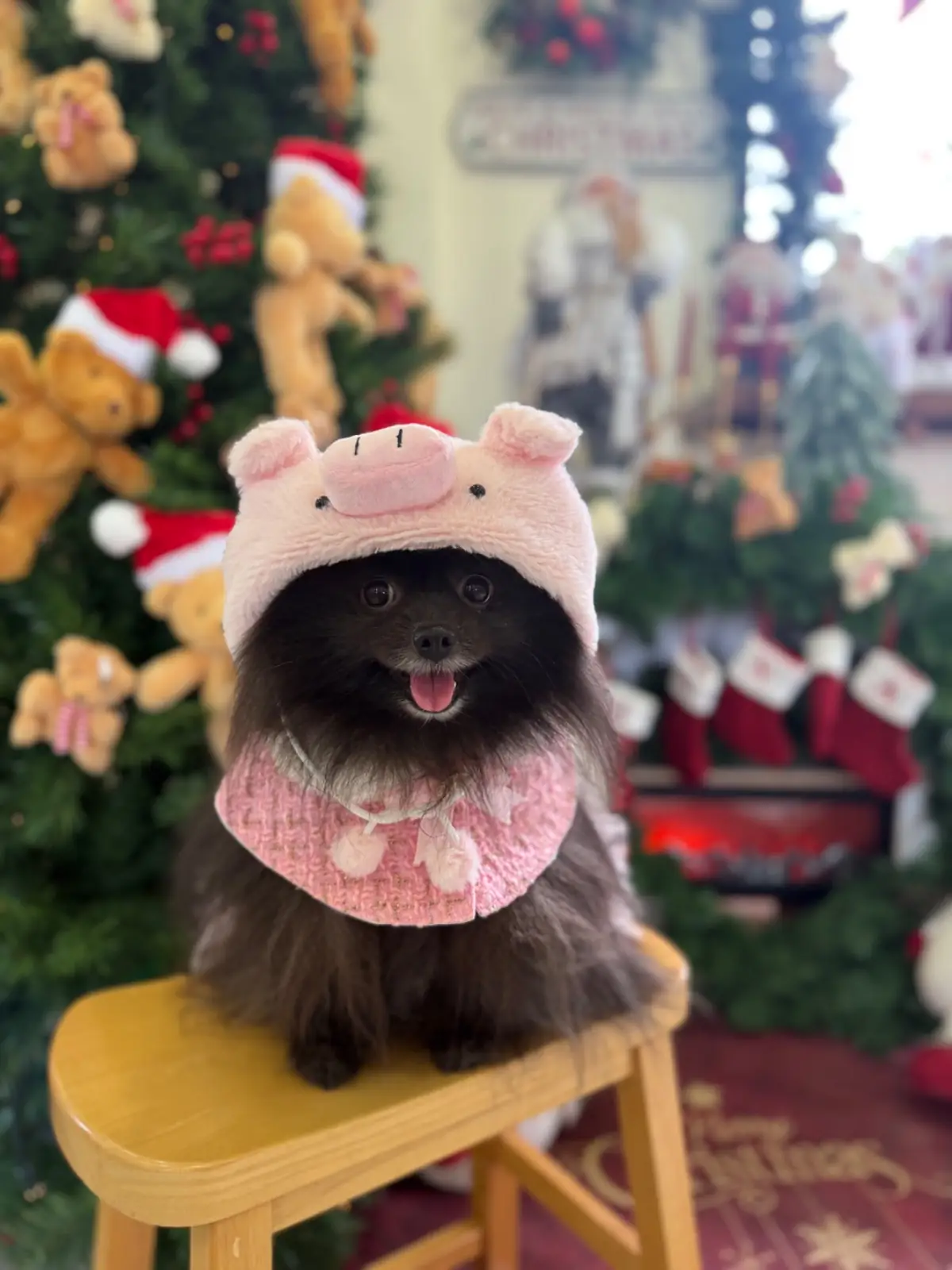 Hansa cafe pets image 2