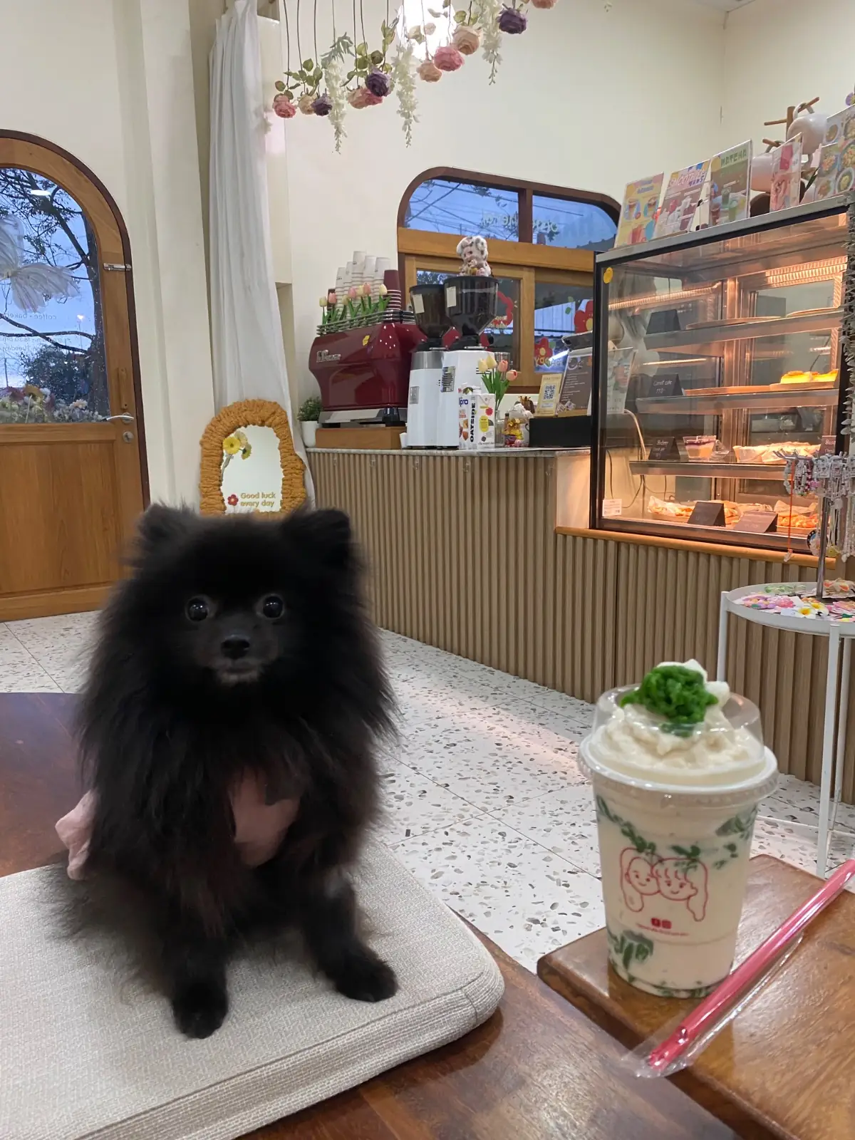 Hansa cafe pets image 7