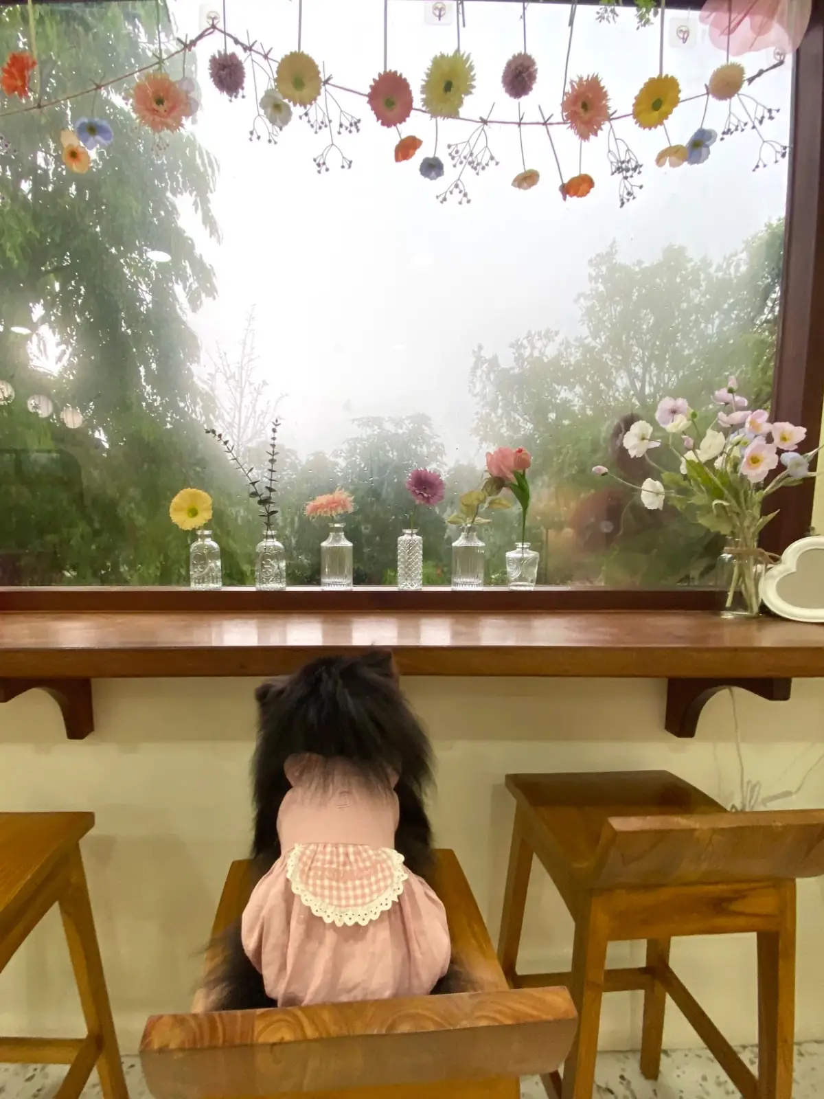 Hansa cafe pets image 6