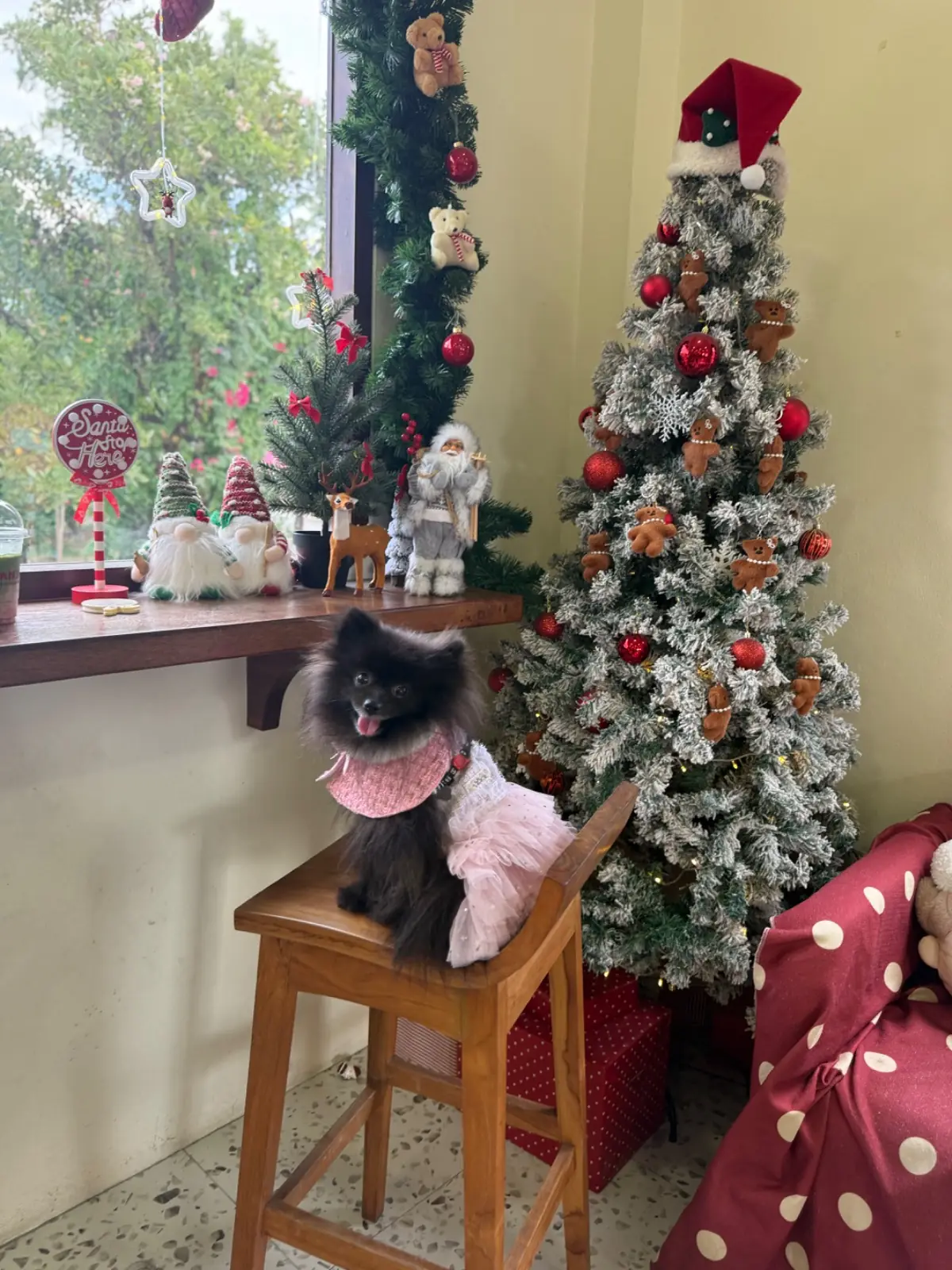 Hansa cafe pets image 3