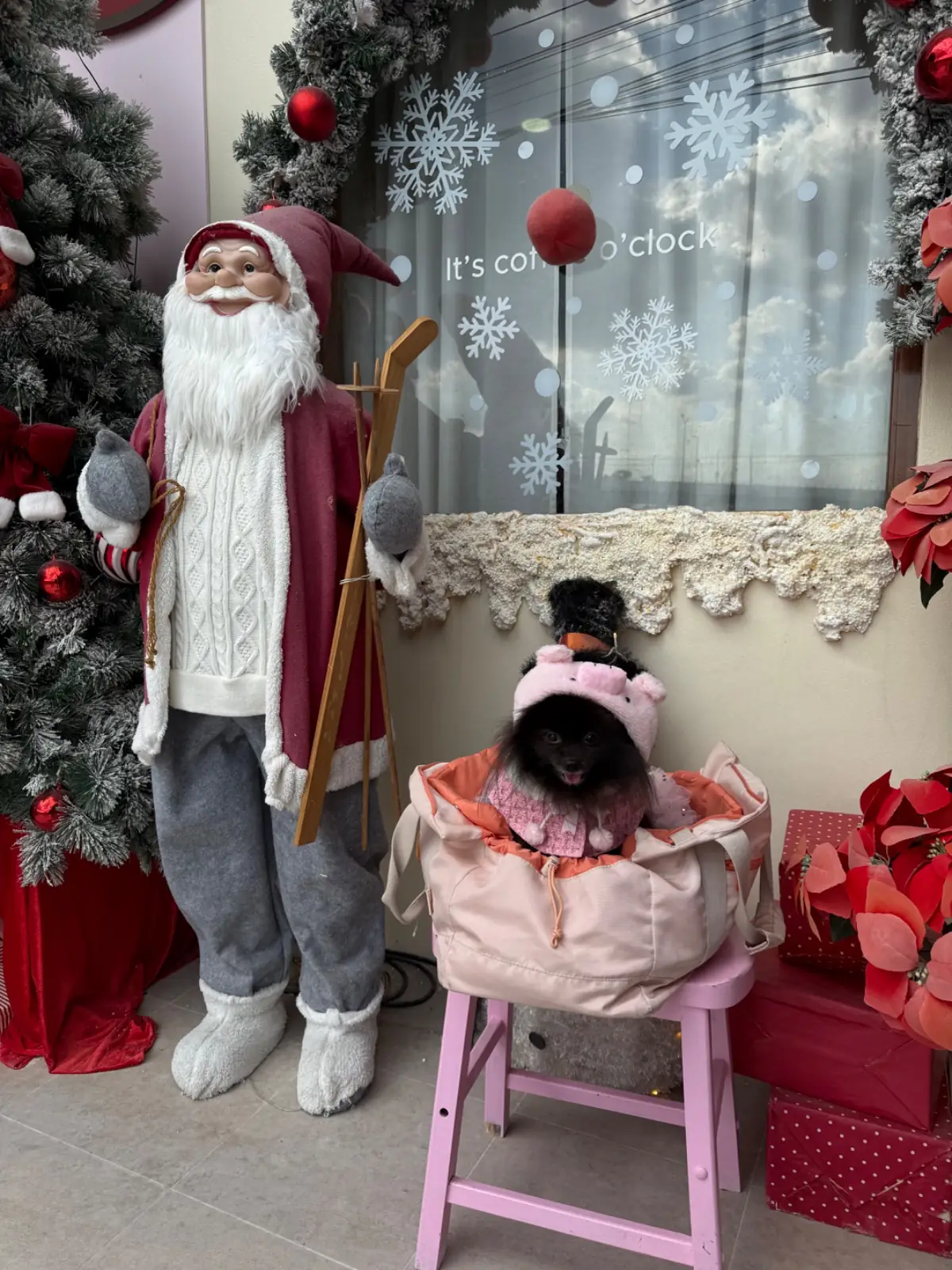 Hansa cafe pets image 4