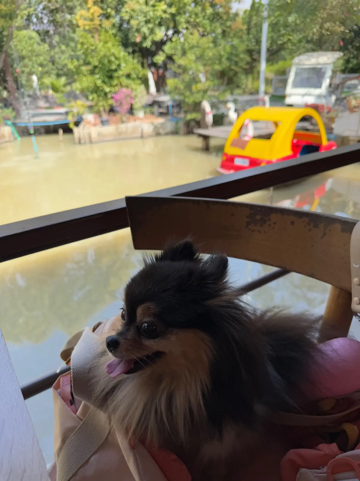 Hansa cafe.food.garden pets image 10