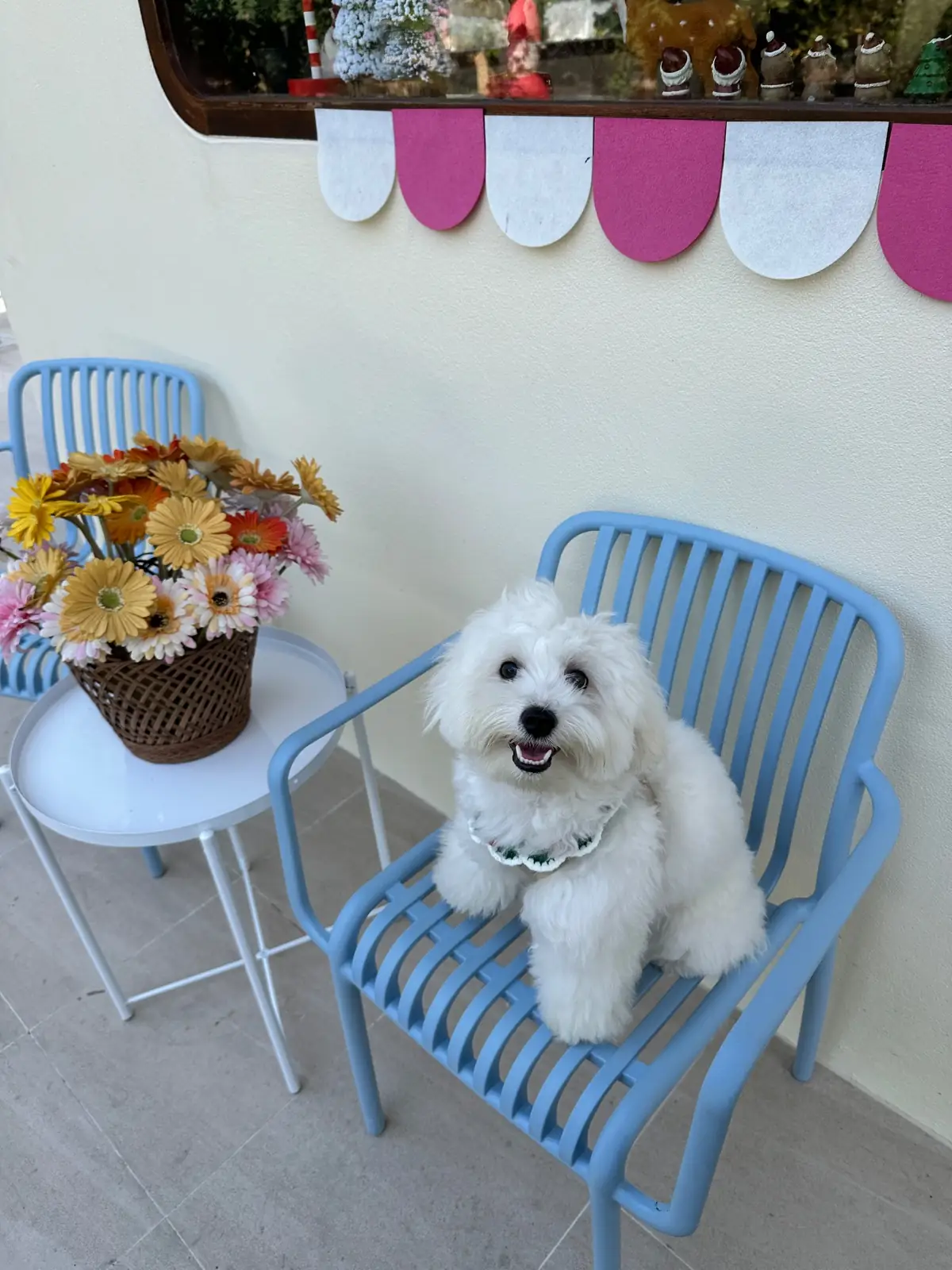 Hansa cafe.food.garden pets image 3
