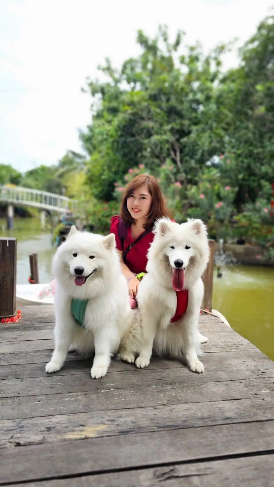 Hansa cafe pets image 7