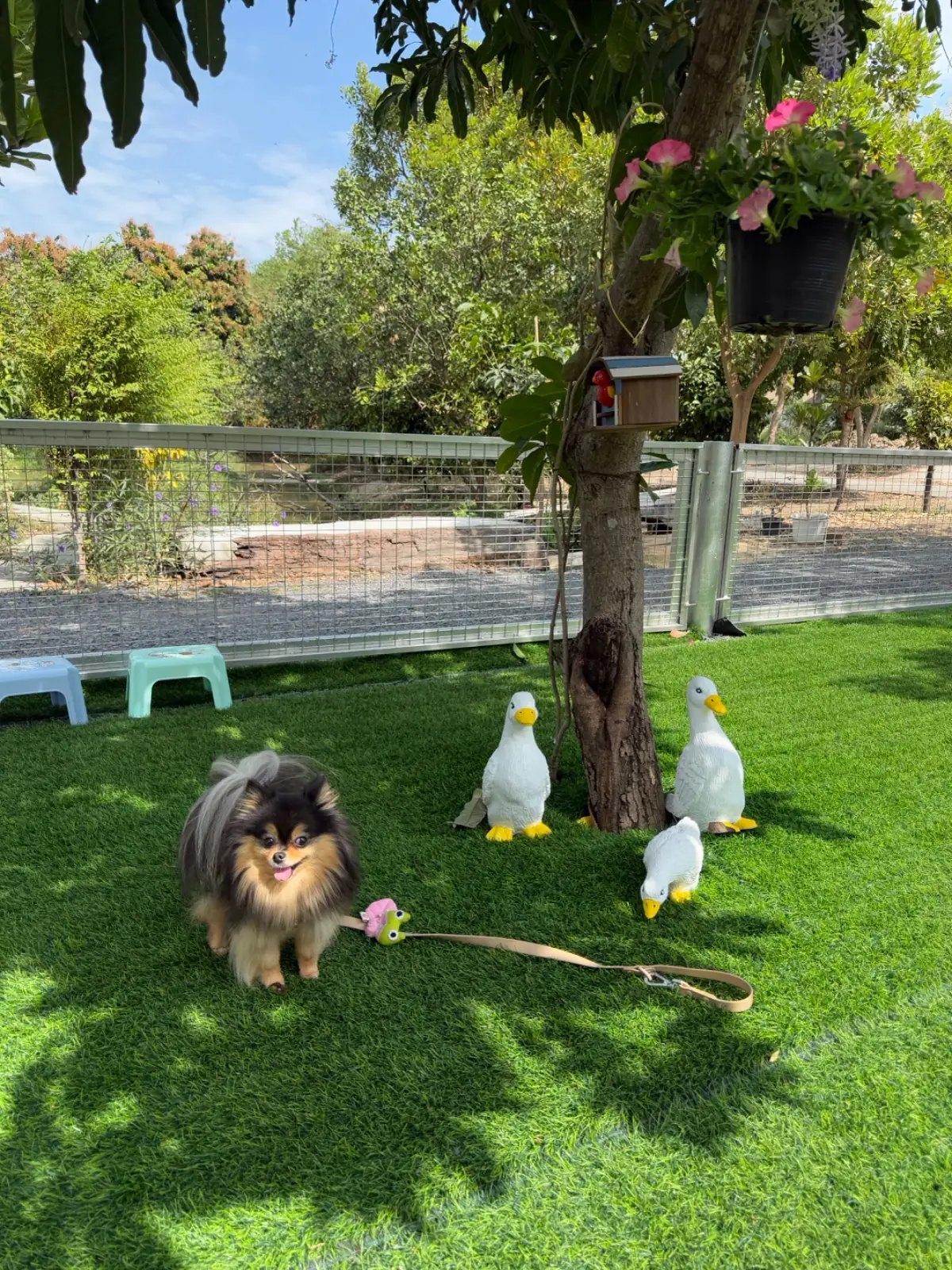 Hansa cafe.food.garden pets image 12