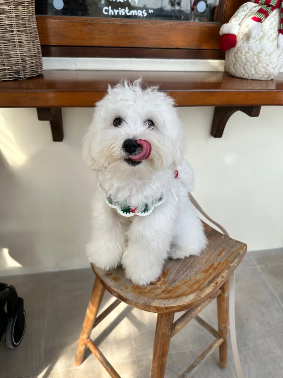 Hansa cafe.food.garden pets image 9