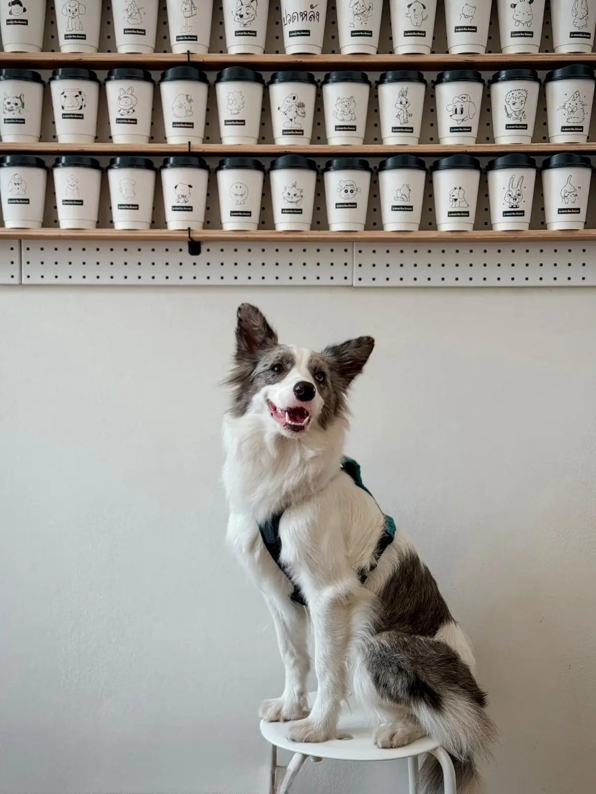 A Matcha House - Bangna pets image 1