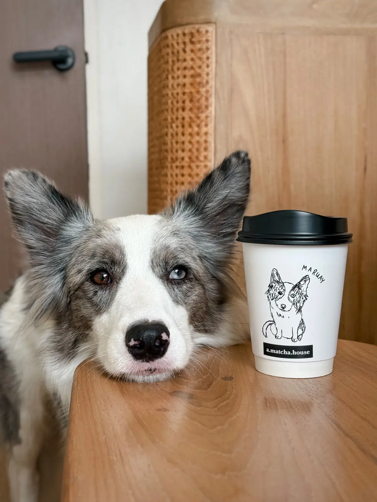 A Matcha House - Bangna pets image 2