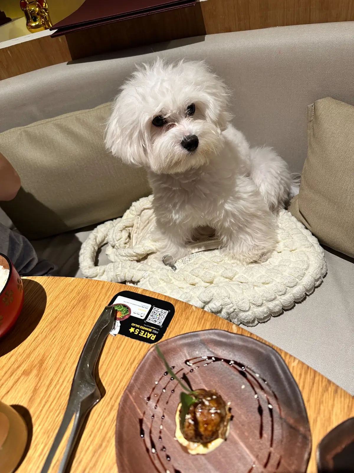 Yuzu Suki - Ari pets image 1