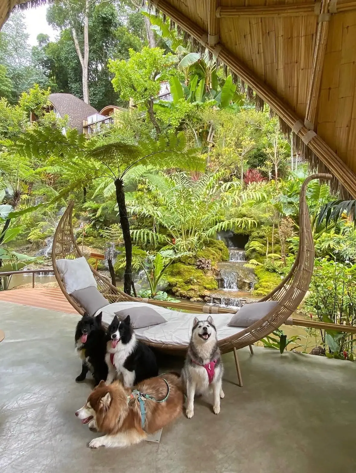 T-Story Mae Kampong pets image 2
