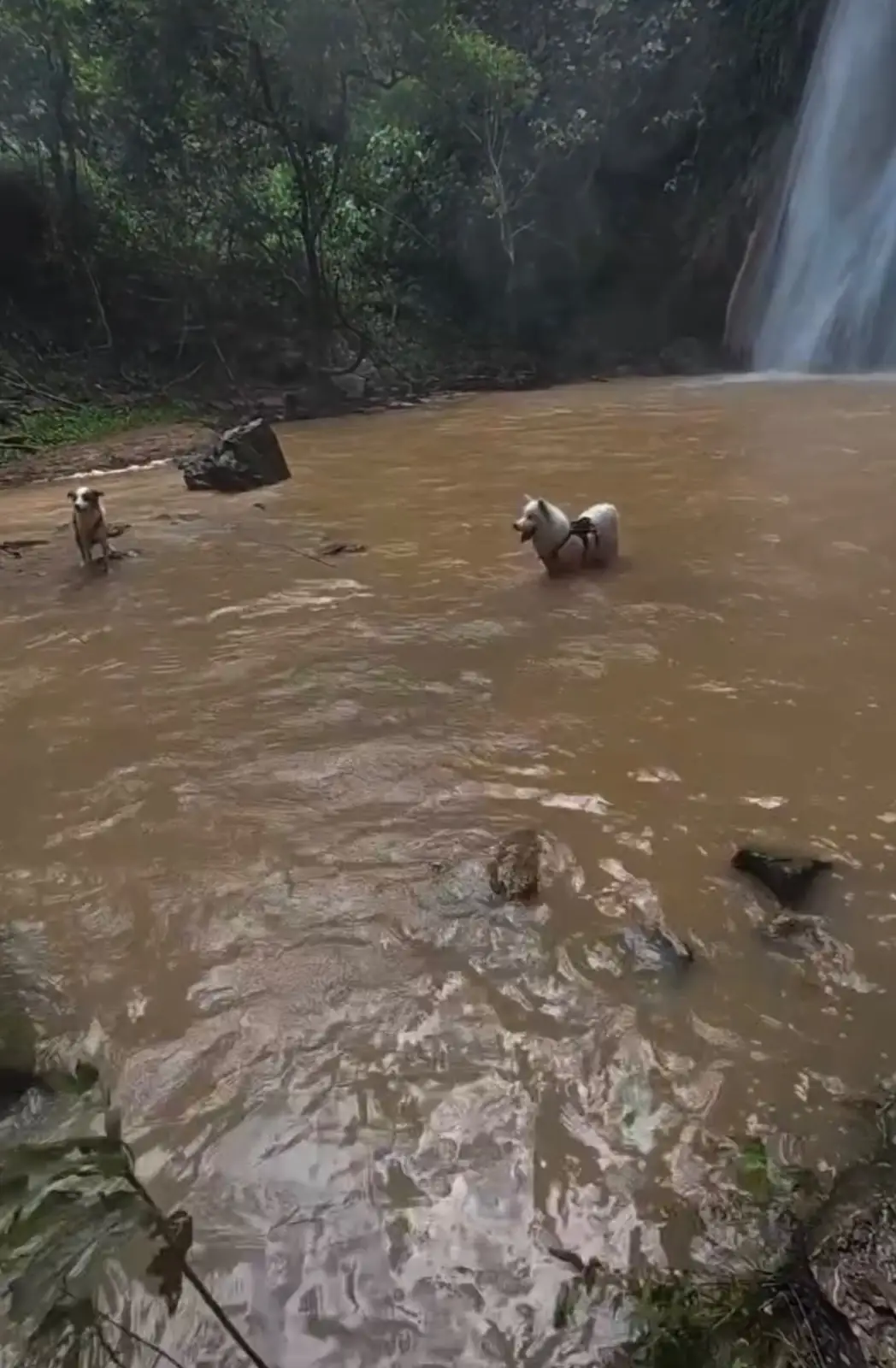 น้ำตกผาแดงซับพลู pets image 2