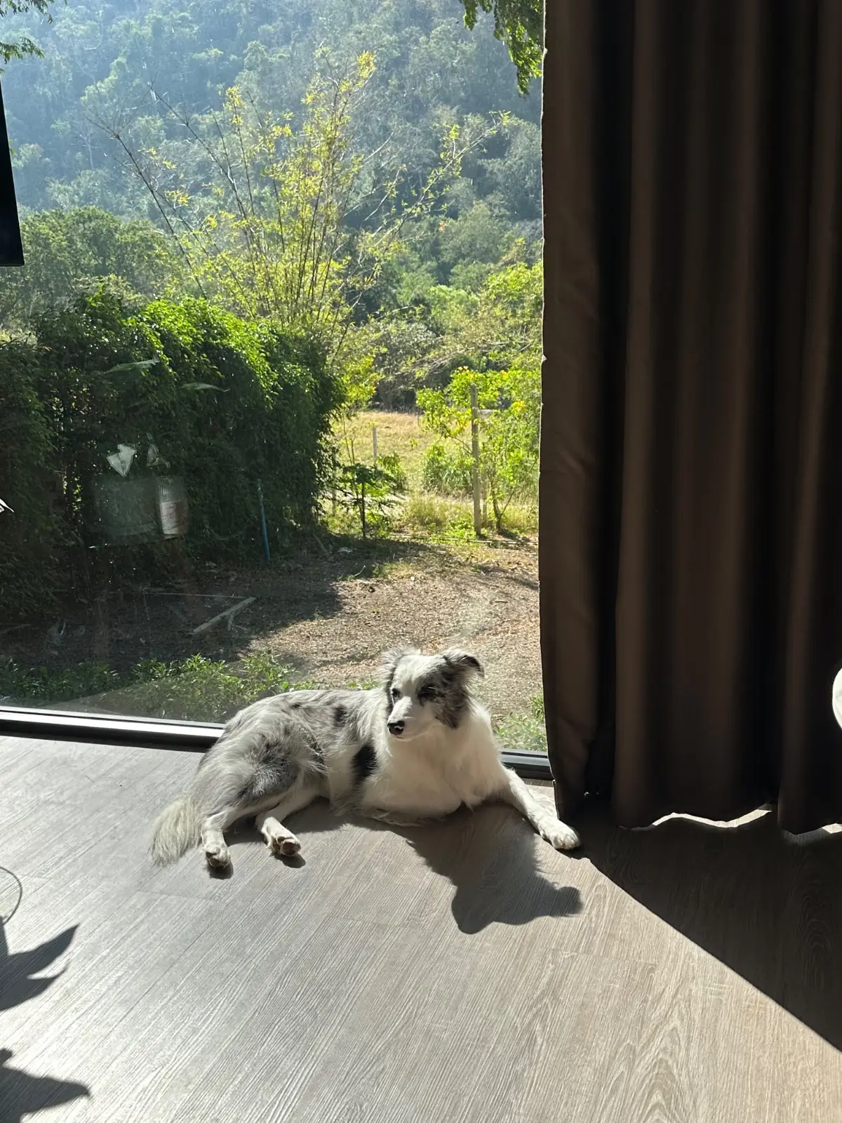 M Glamping & Cafe Khaoyai pets image 3