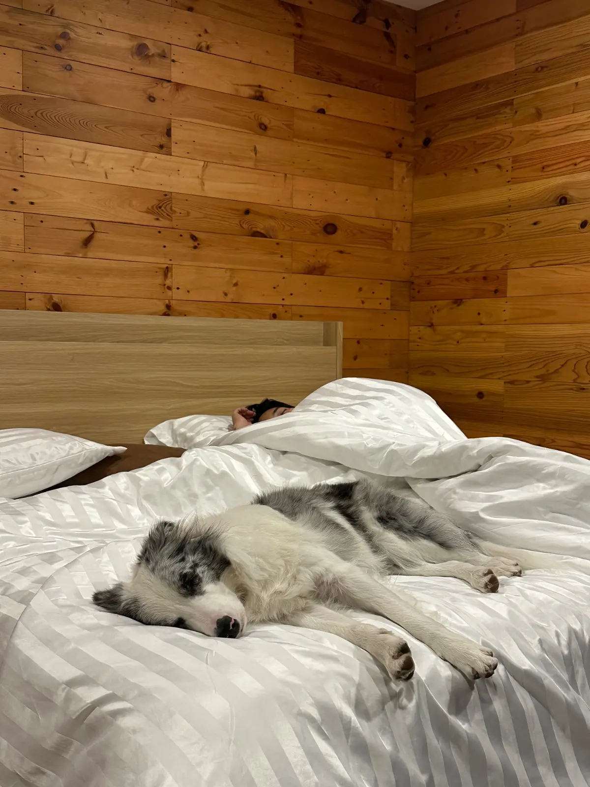 M Glamping & Cafe Khaoyai pets image 1