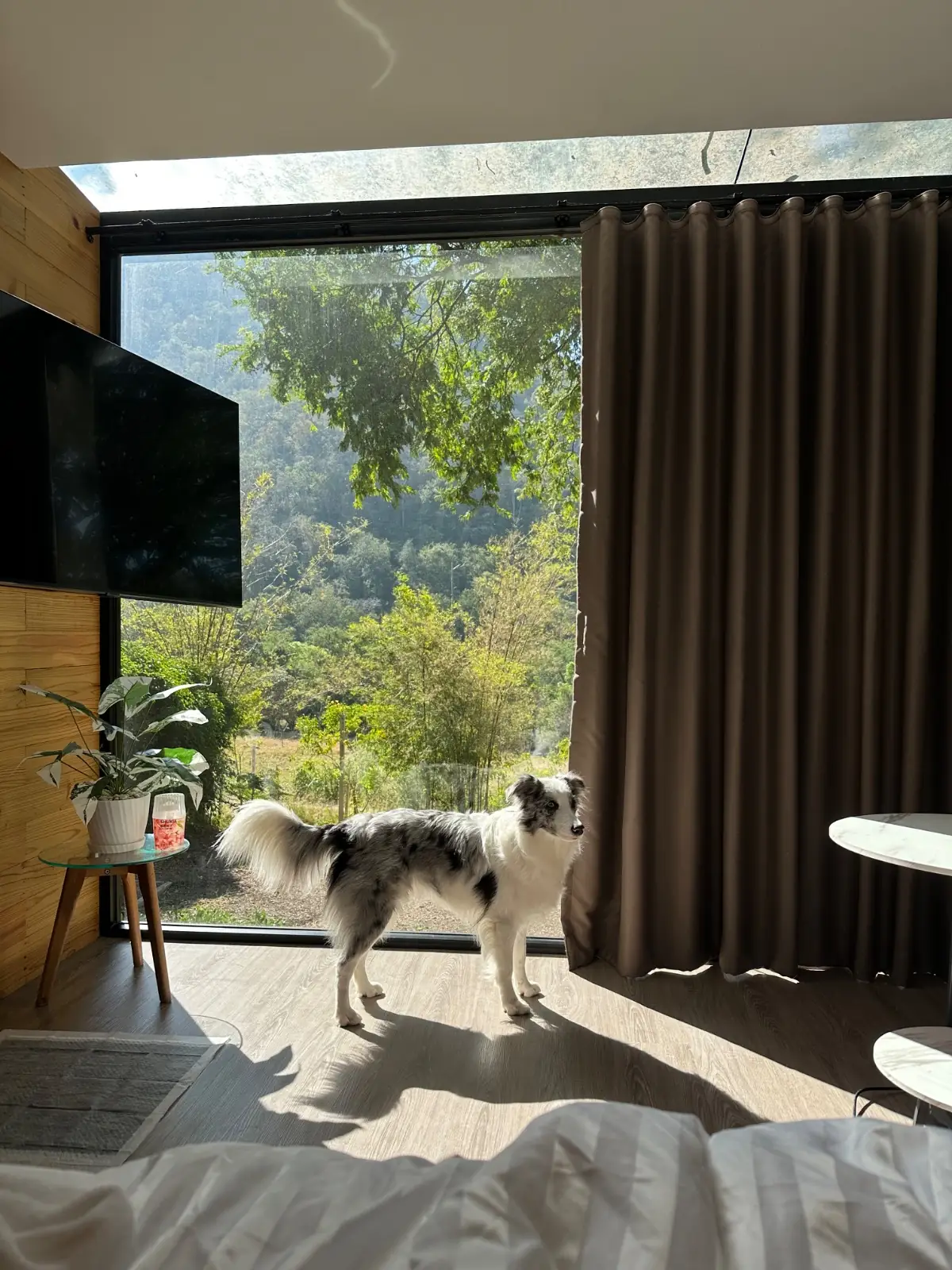M Glamping & Cafe Khaoyai pets image 4
