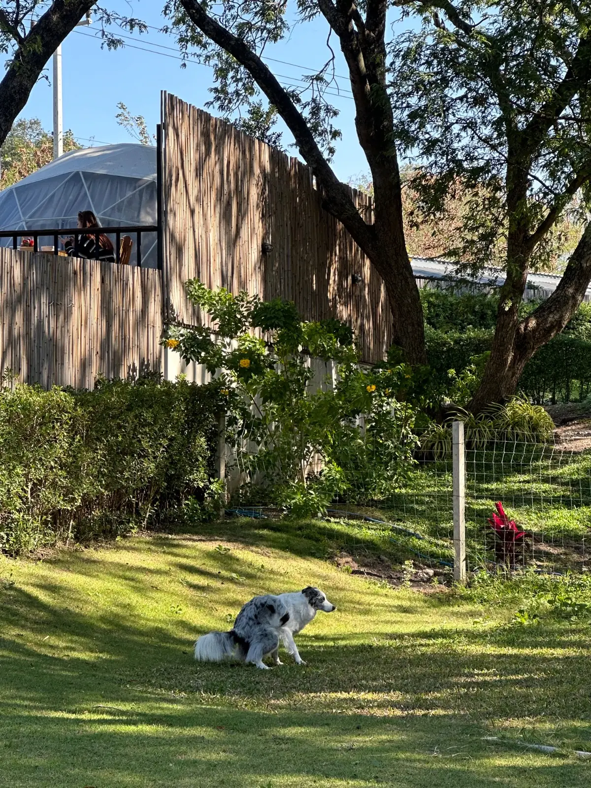 M Glamping & Cafe Khaoyai pets image 2