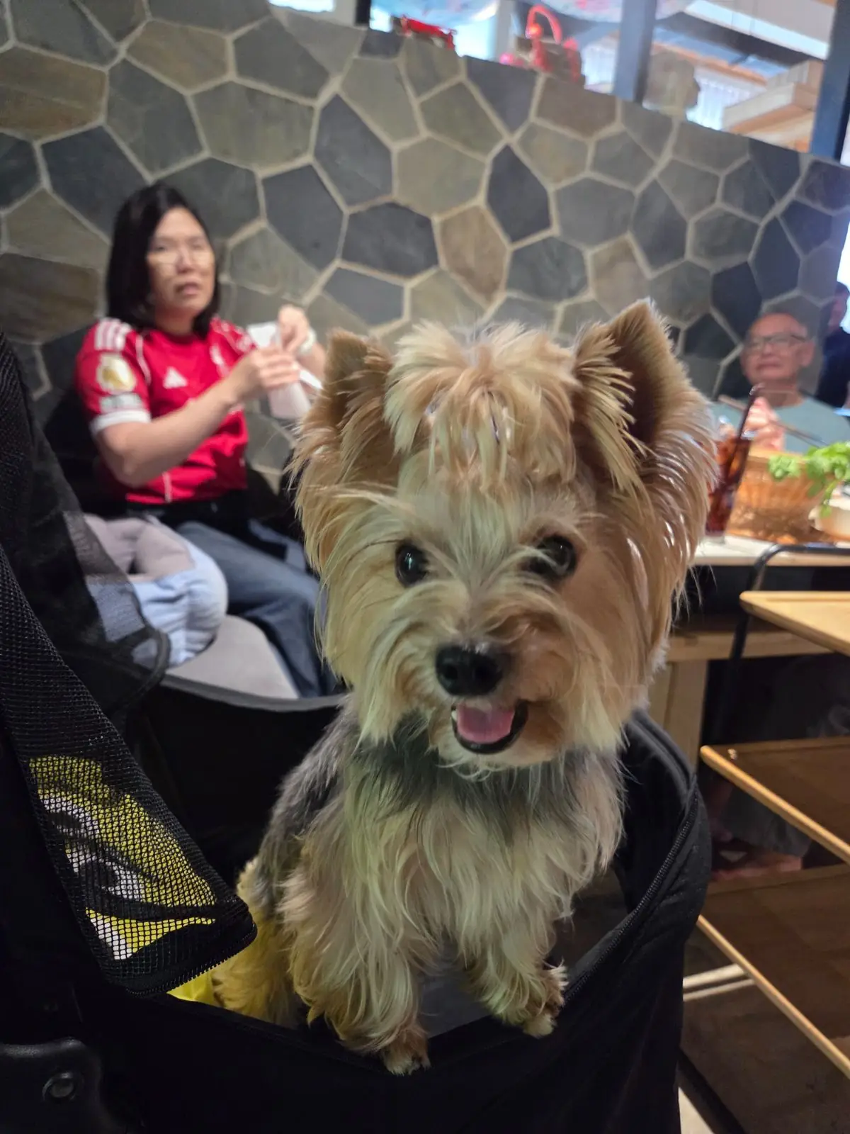 MJ Hotpot pets image 2