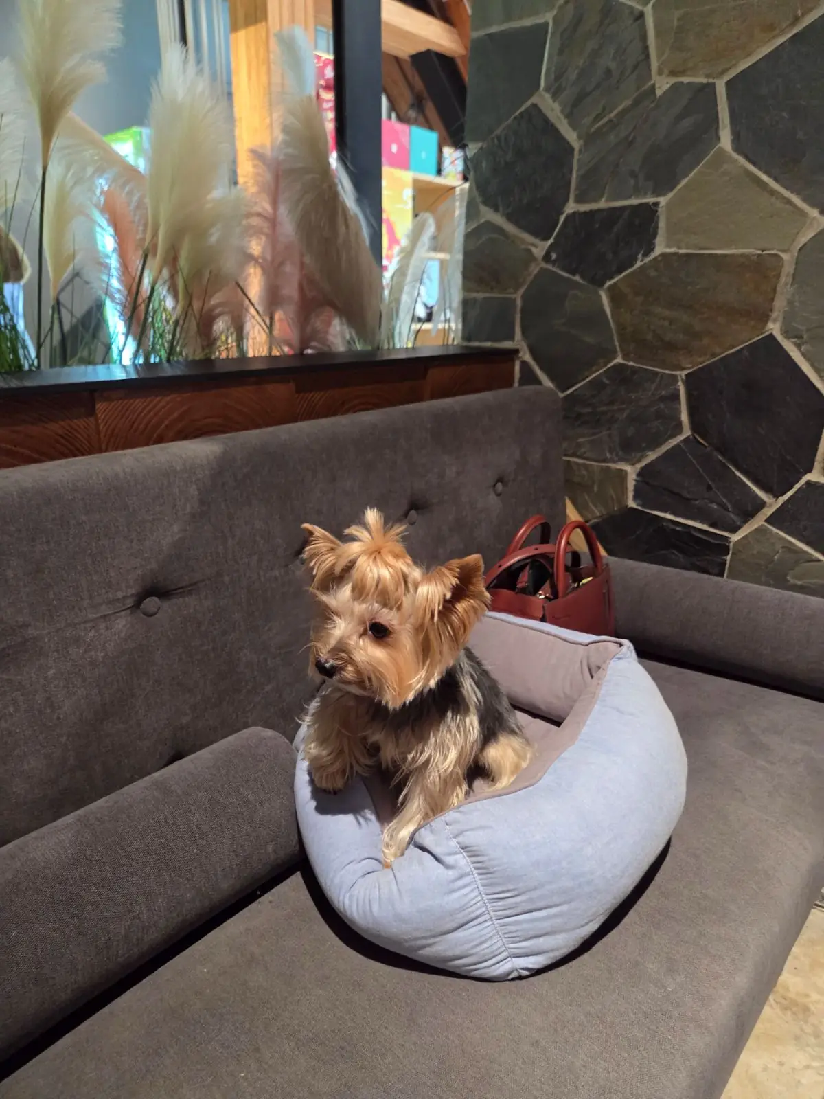 MJ Hotpot pets image 1