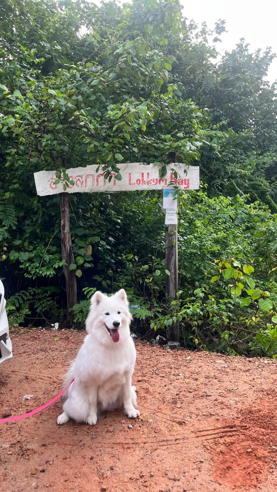 อ่าวลกกำ pets image 3