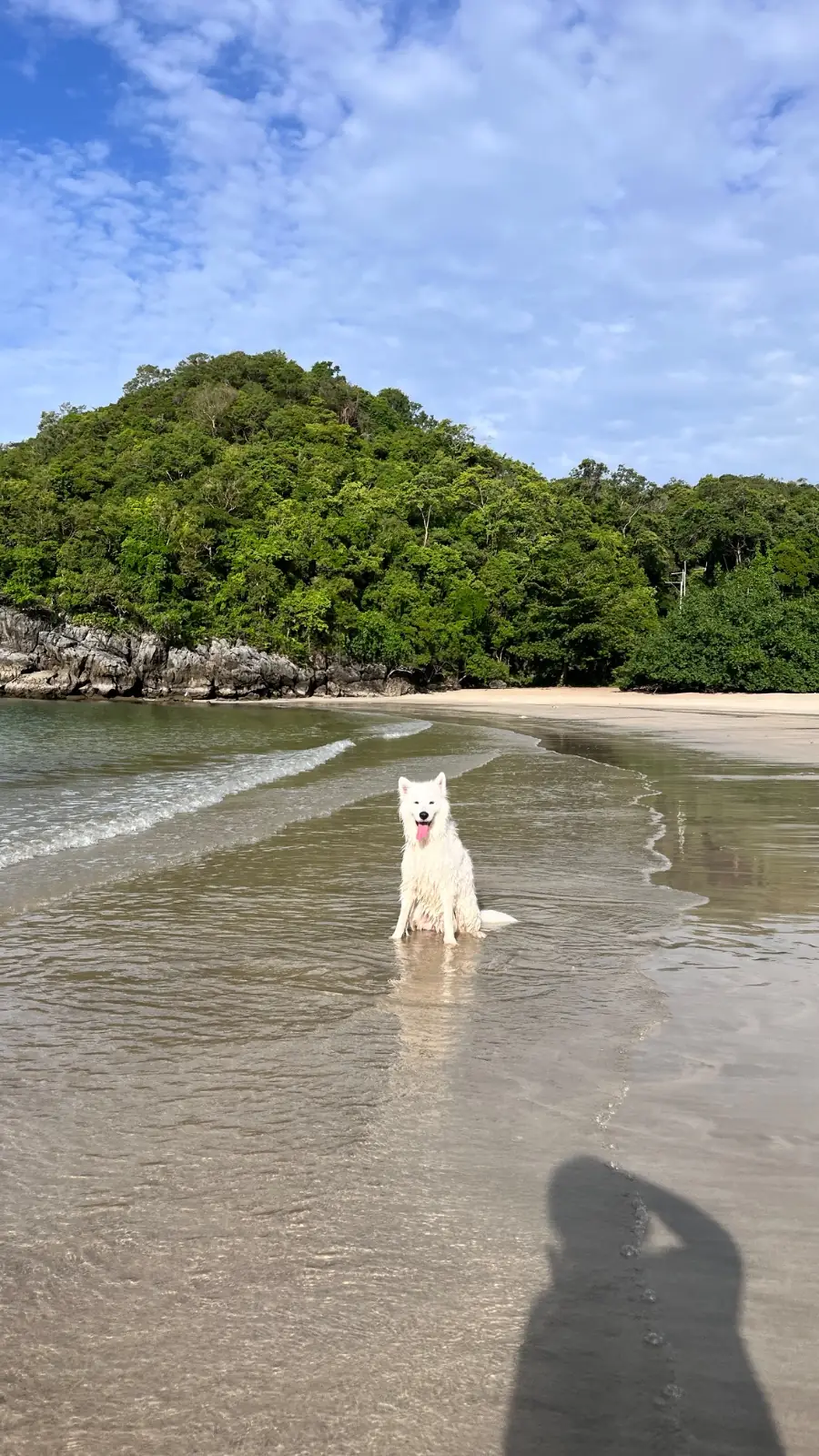 อ่าวลกกำ pets image 1