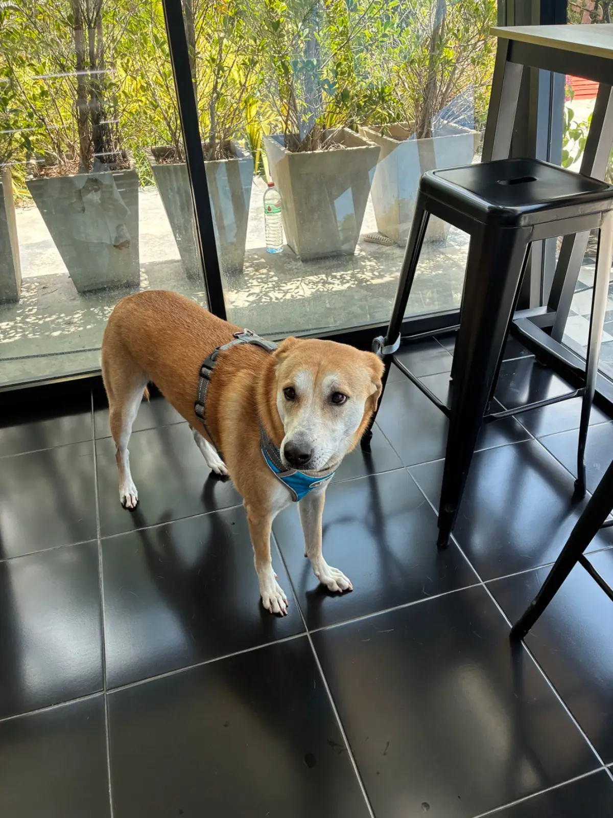 Brown Canyon pets image 1