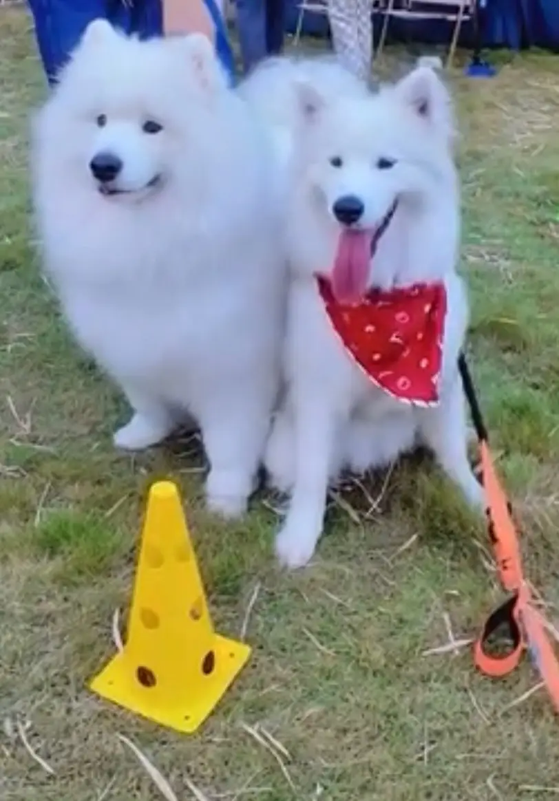 บิ๊กด๊อกคาเฟ่ pets image 3