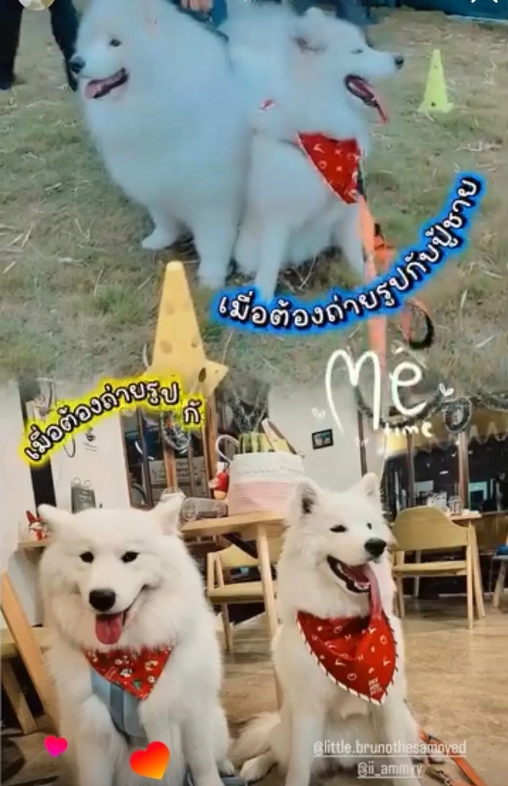 บิ๊กด๊อกคาเฟ่ pets image 2