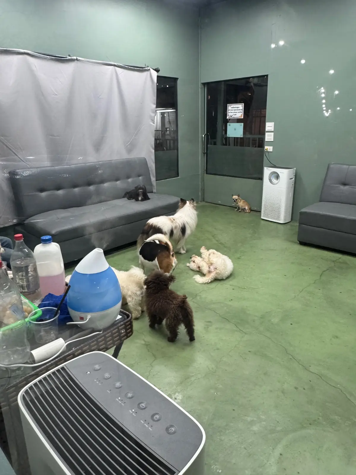 บิ๊กด๊อกคาเฟ่ pets image 9