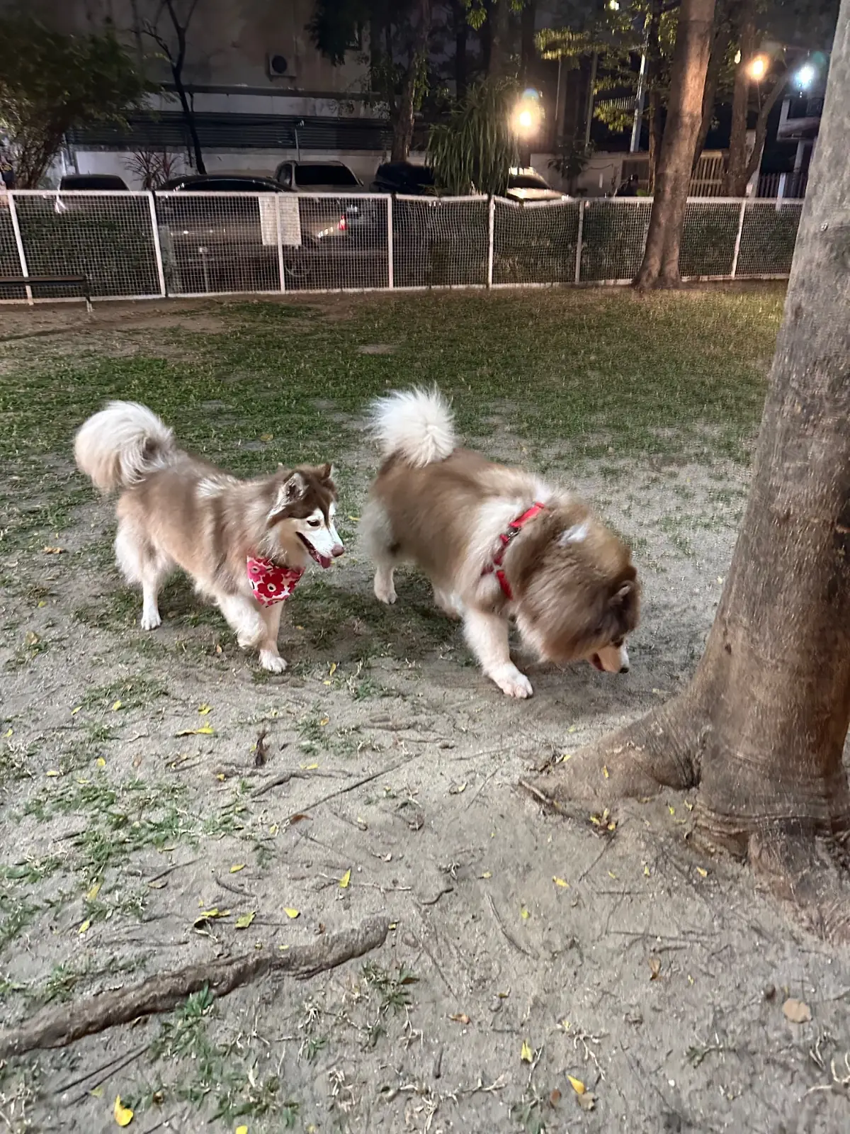 บิ๊กด๊อกคาเฟ่ pets image 6