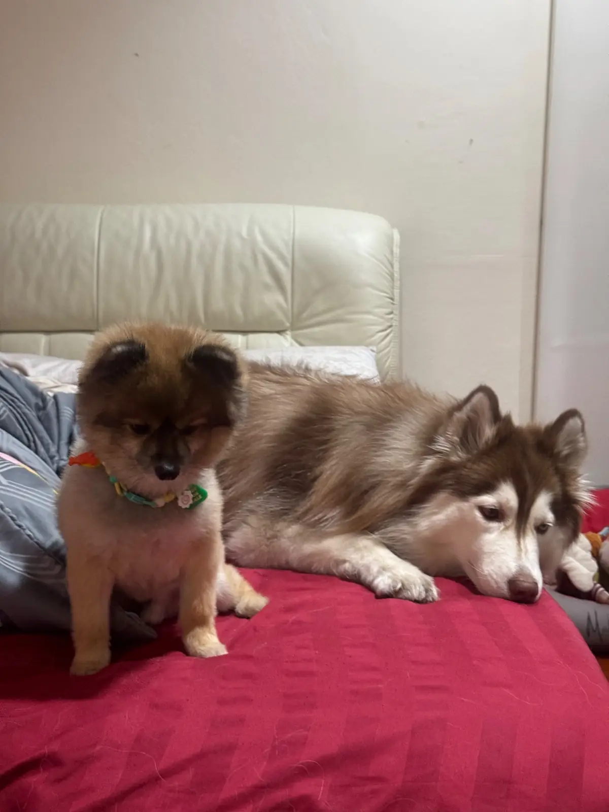 บิ๊กด๊อกคาเฟ่ pets image 5