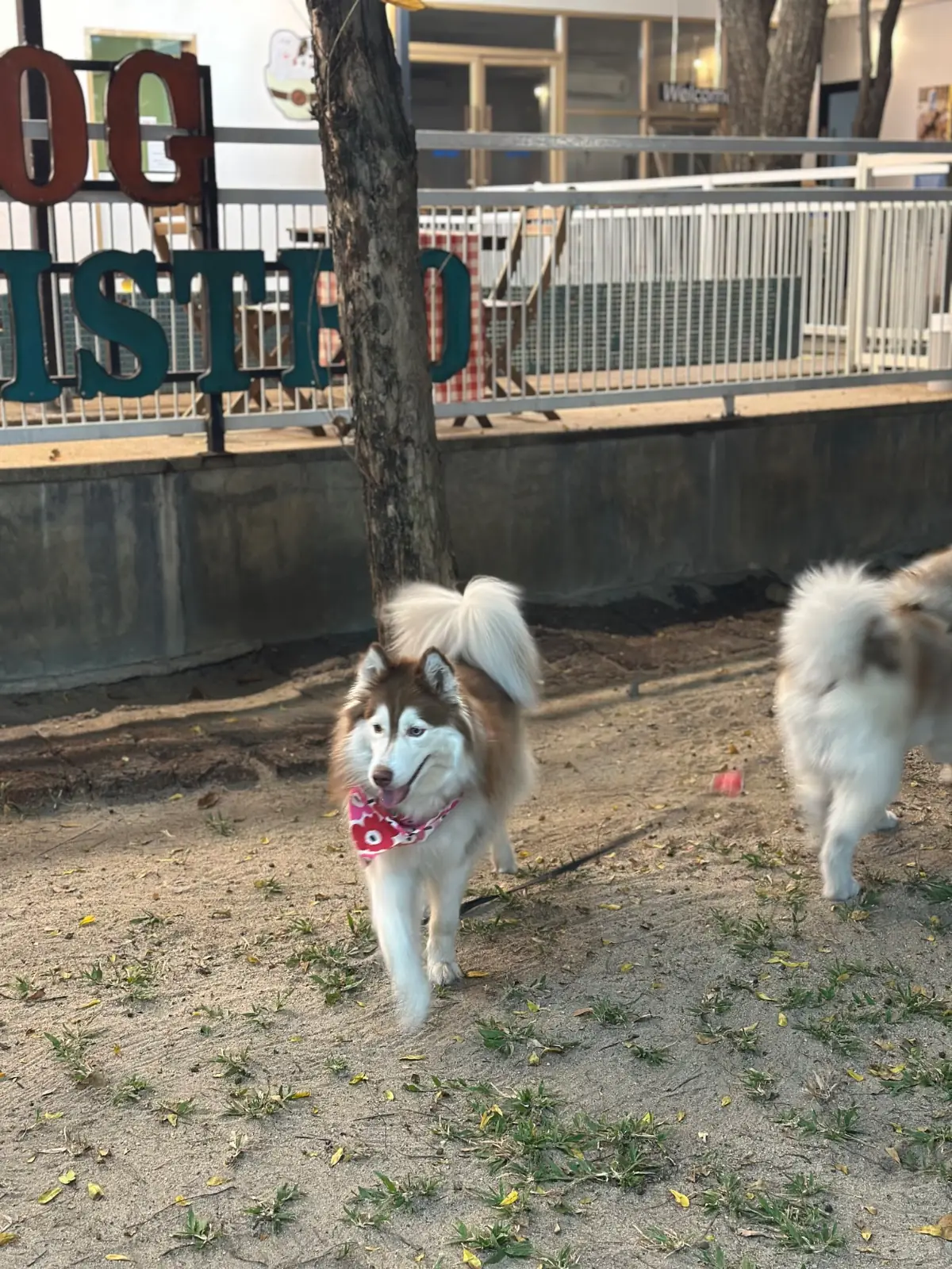 บิ๊กด๊อกคาเฟ่ pets image 8