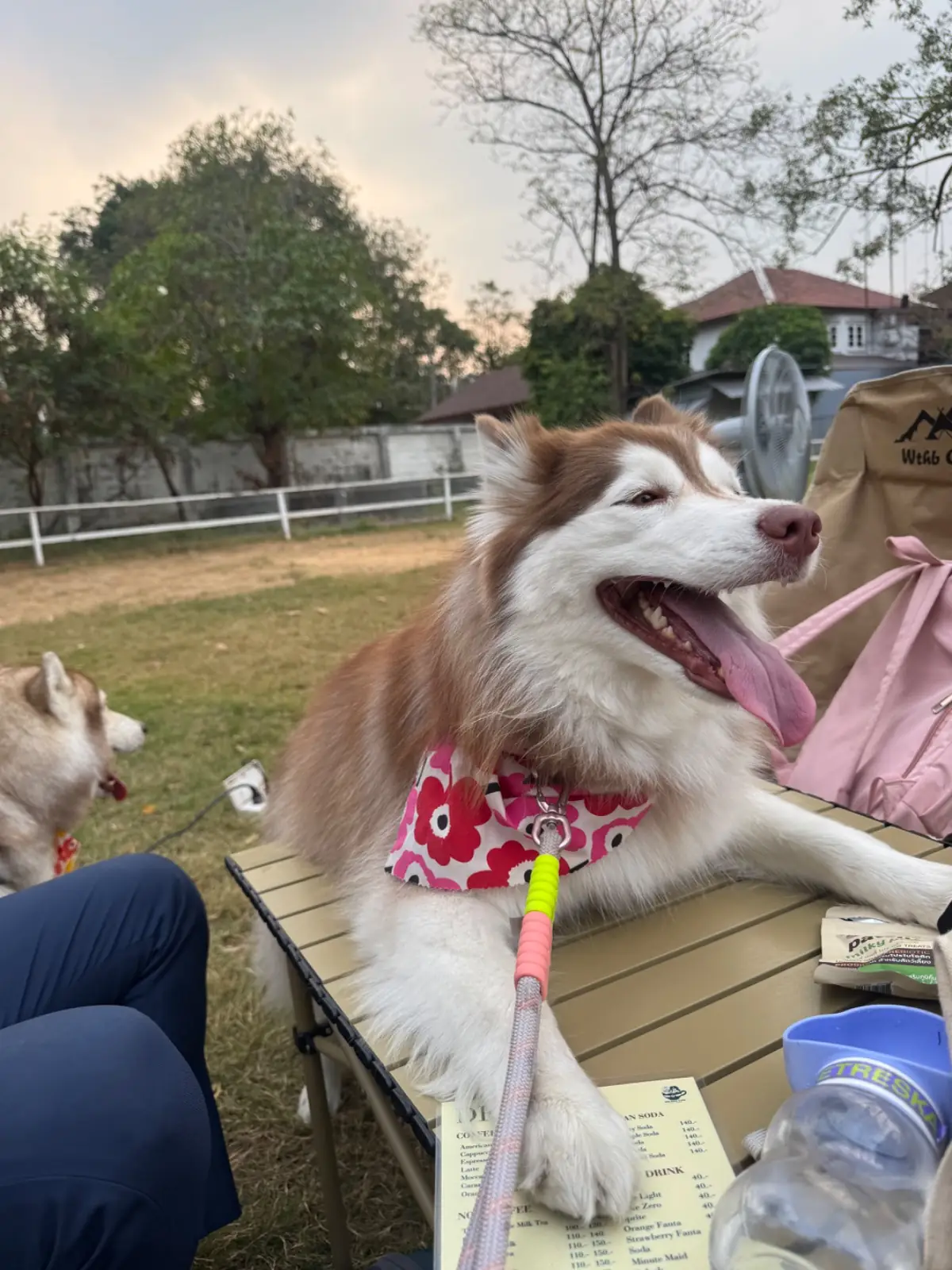 บิ๊กด๊อกคาเฟ่ pets image 7