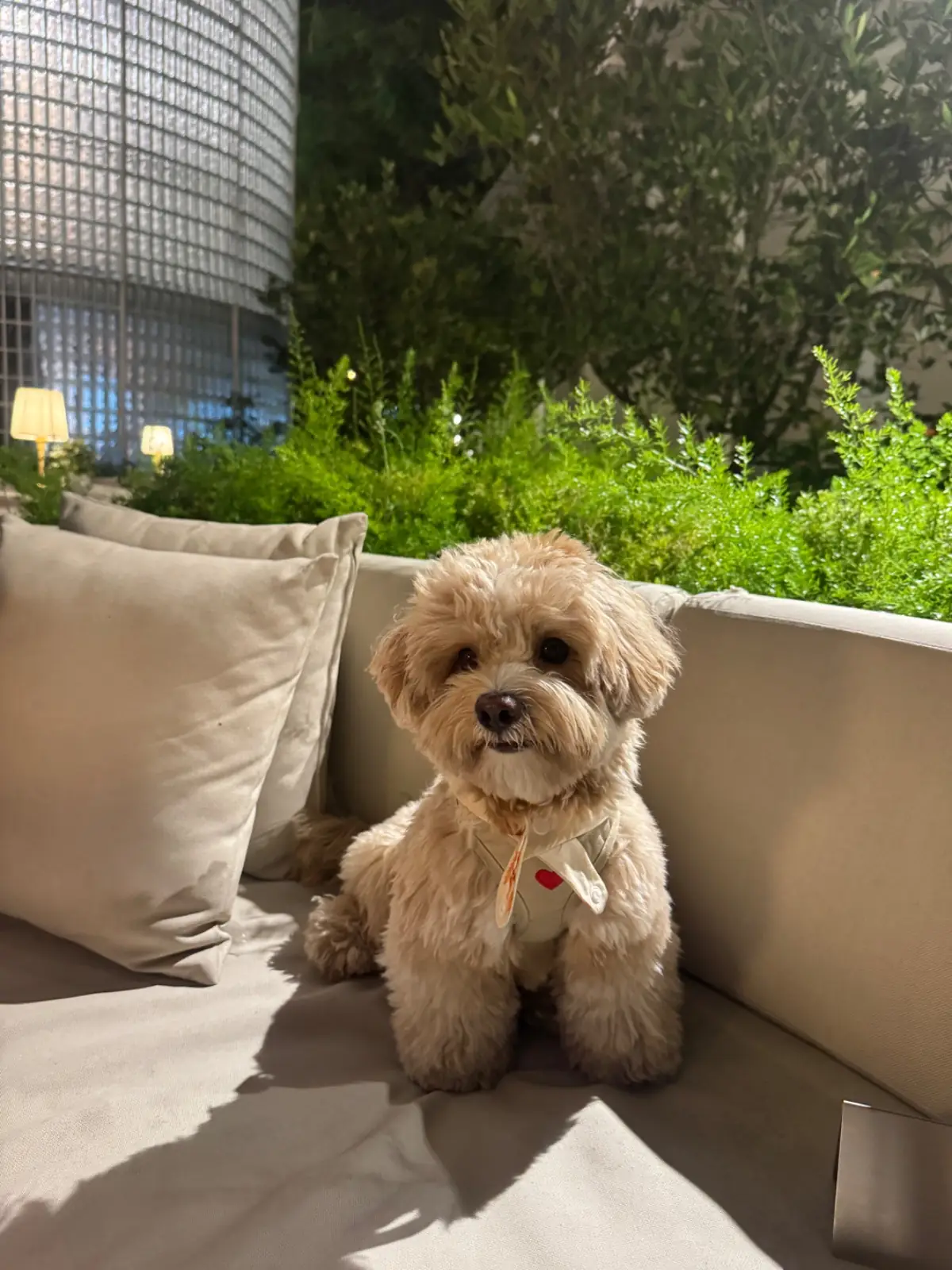 Cin Cin pets image 4