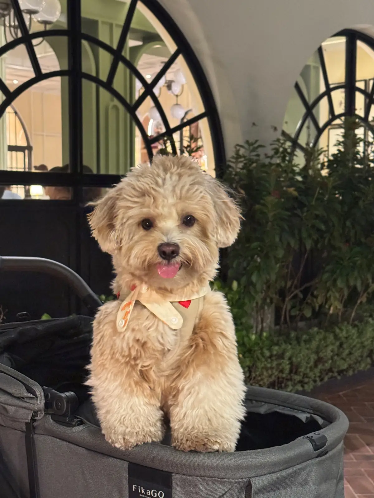 Cin Cin pets image 3