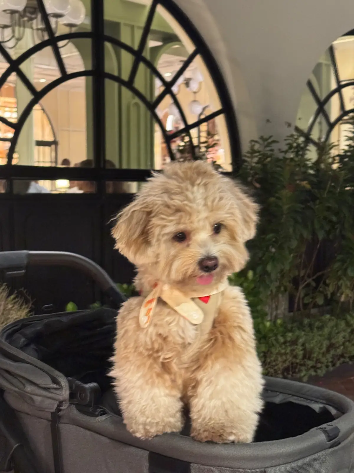 Cin Cin pets image 2