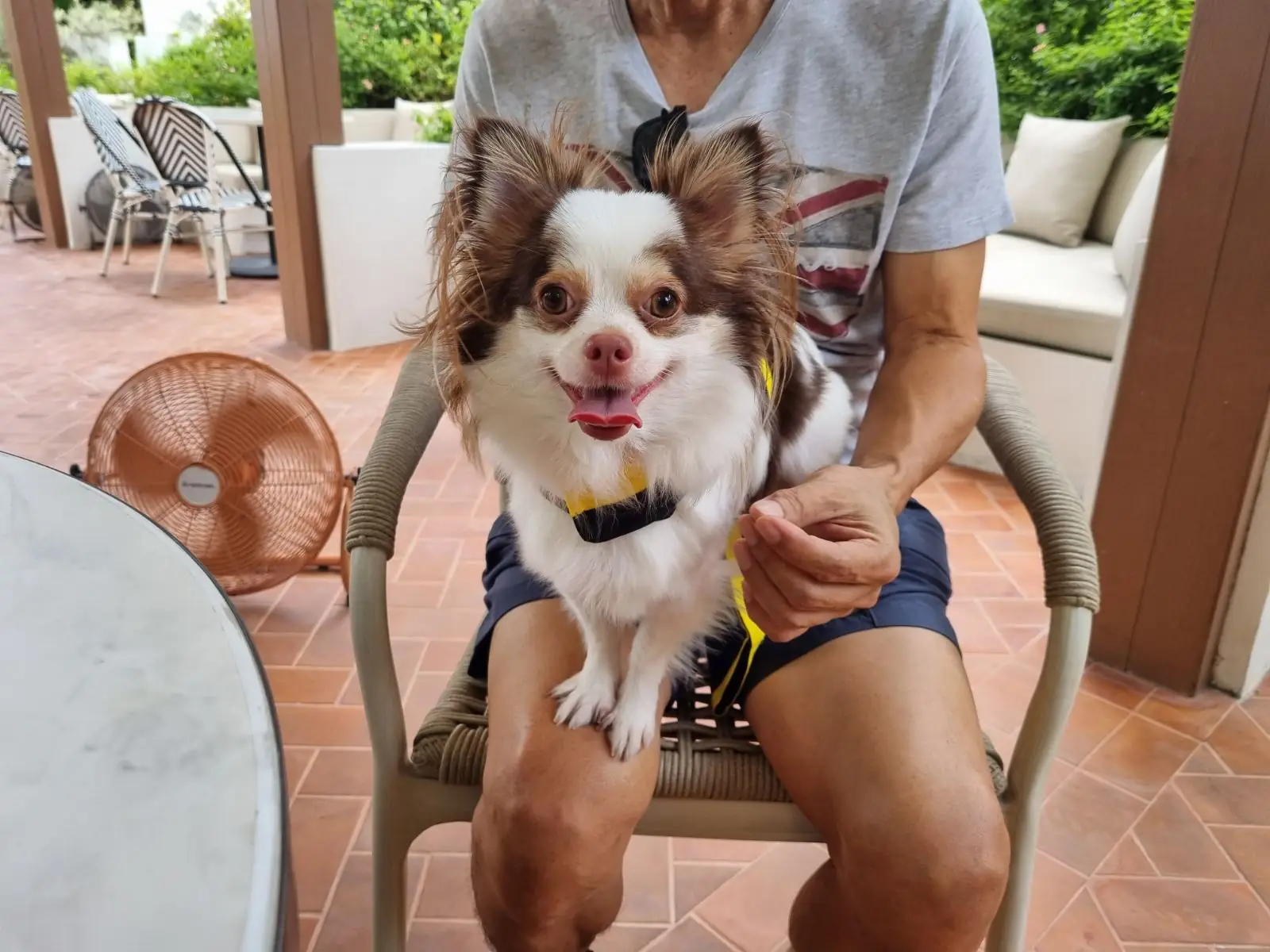 Cin Cin pets image 1